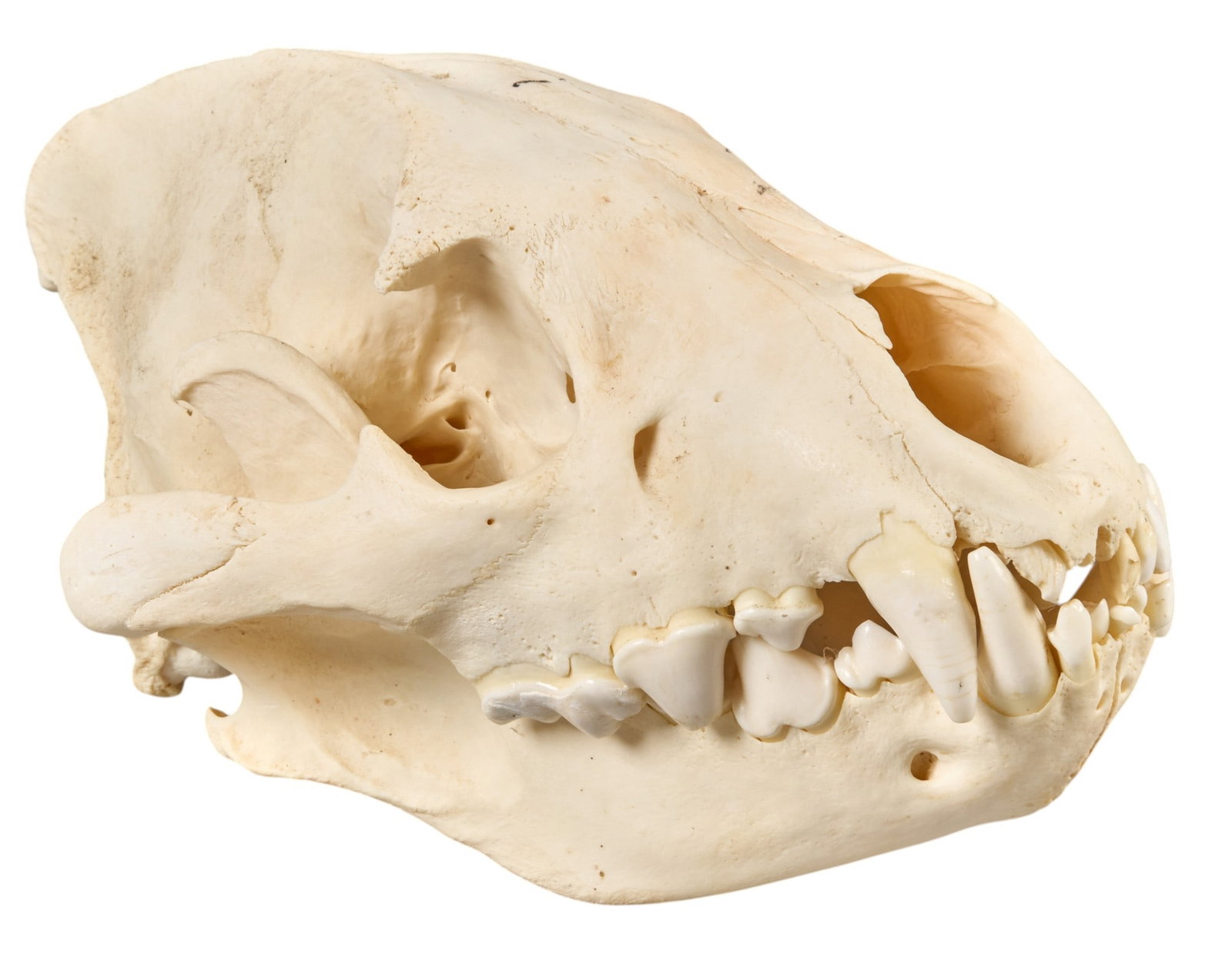 Black Bear Skull: Black bear skull, jaw not attached to skull cap height 6 in. x width 7 in. x depth 11 in. Provenance: Property from a home in San Antonio, Texas 