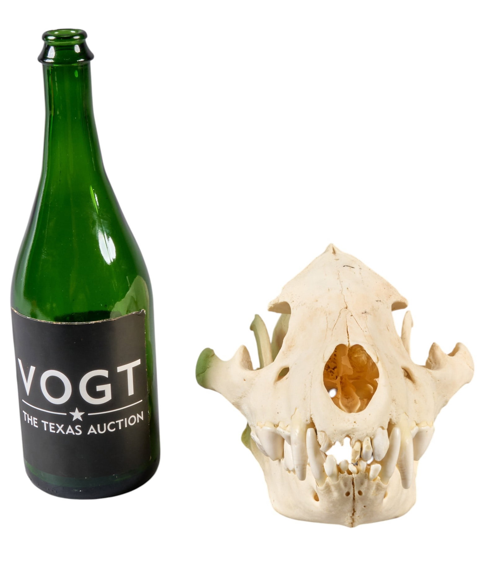 Black Bear Skull - 2