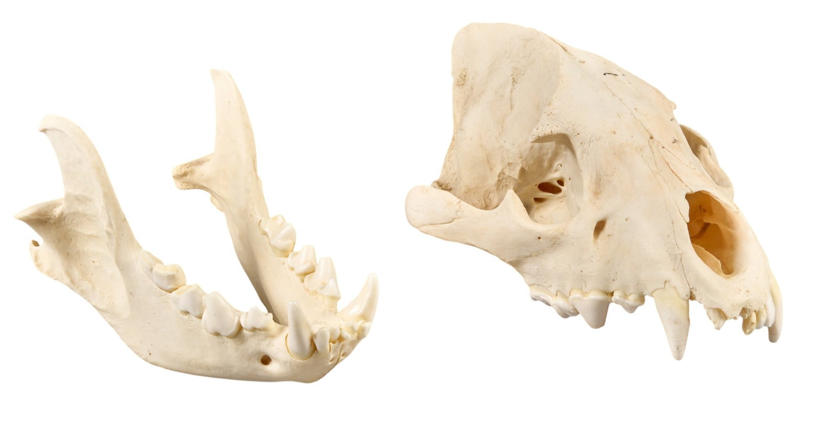 Black Bear Skull - 3