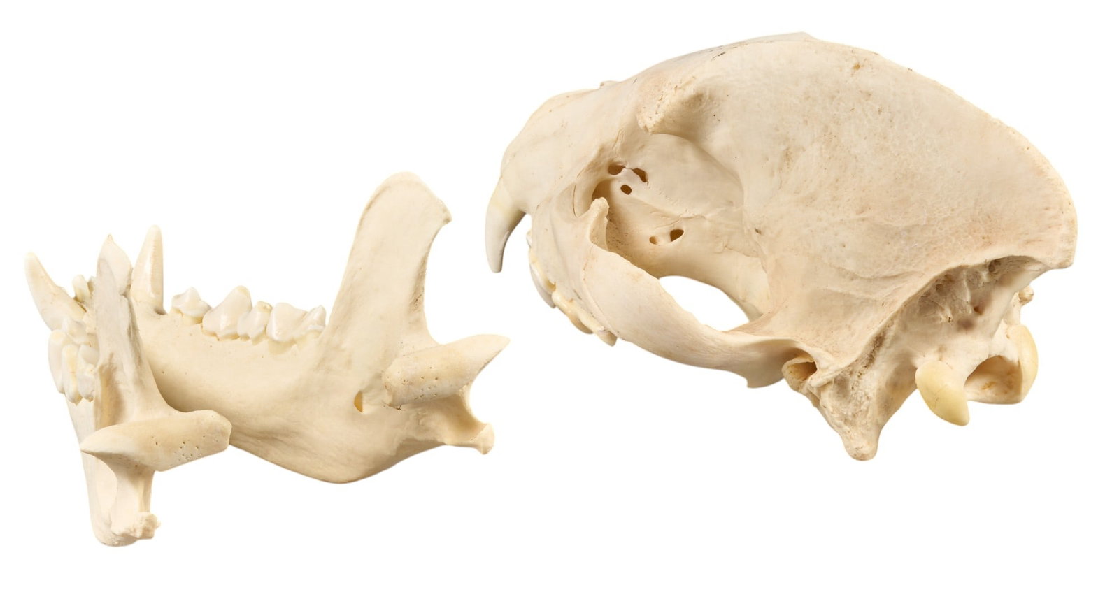 Black Bear Skull - 4