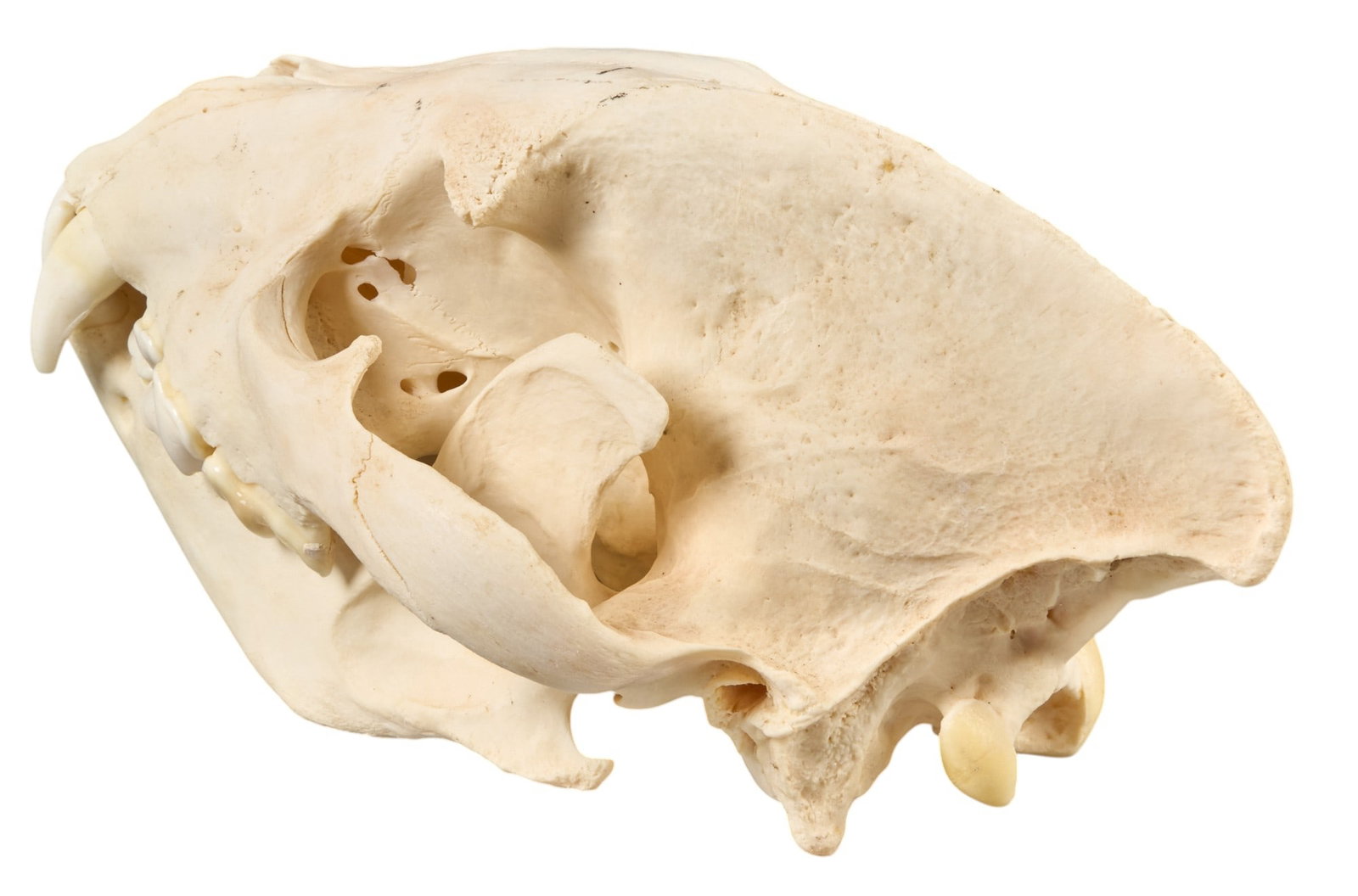 Black Bear Skull - 5