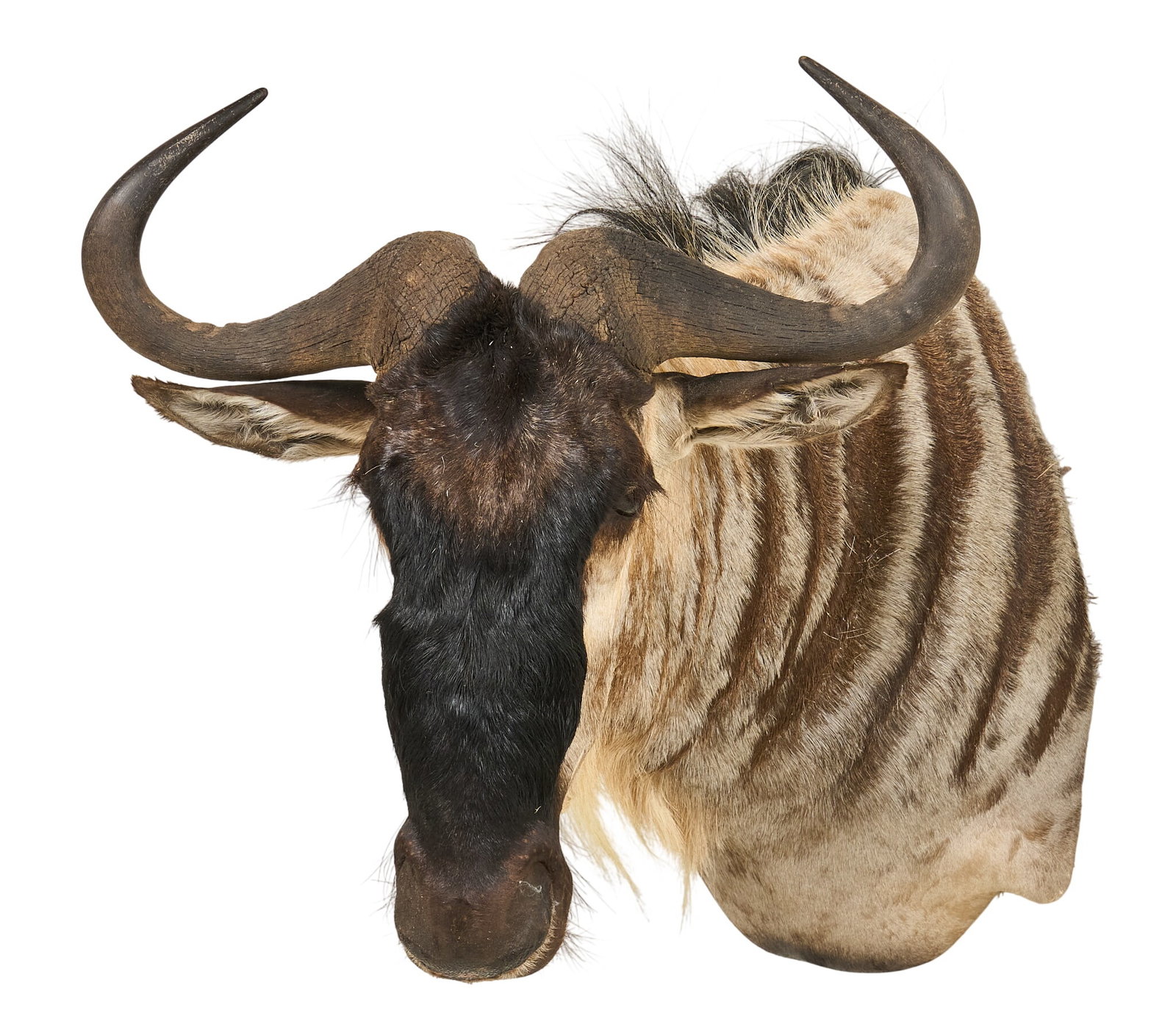 Wildebeest Shoulder Mount: Wildebeest shoulder mount taxidermy height 32 in. x width 28 in. x depth 30 in. Provenance: Property from a home in Port Aransas, Texas