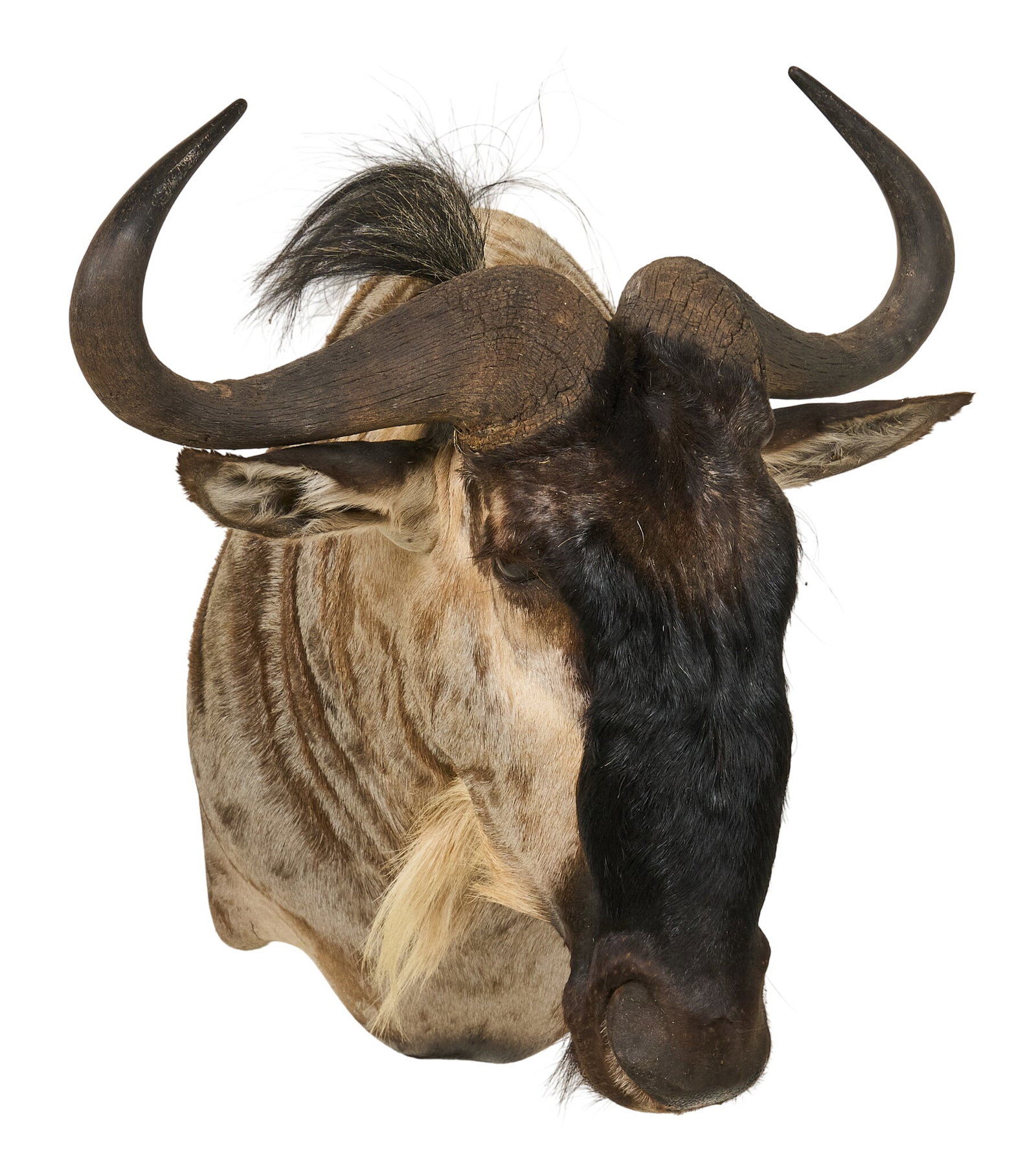 Wildebeest Shoulder Mount - 2