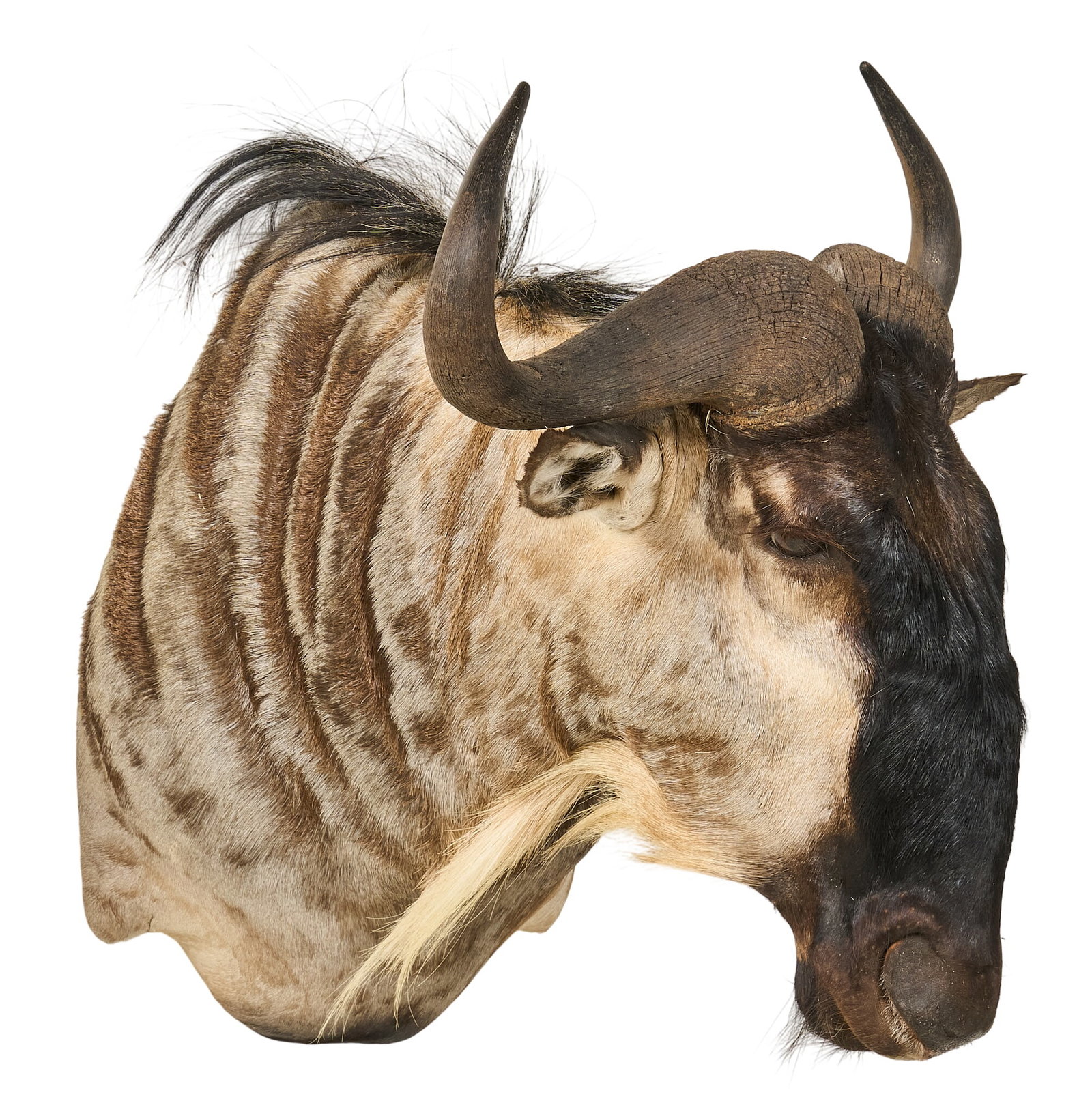 Wildebeest Shoulder Mount - 3