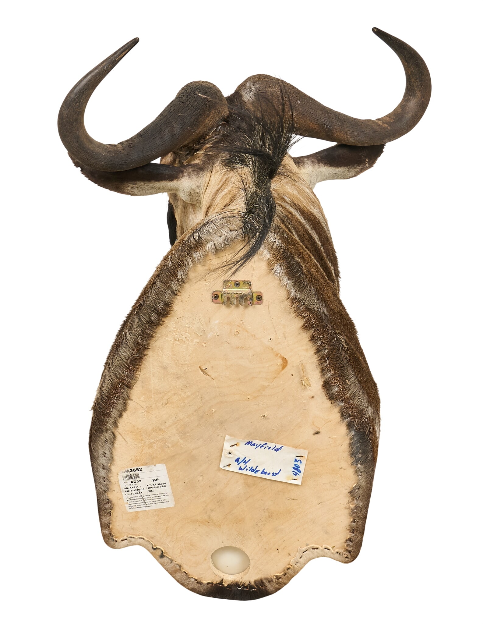 Wildebeest Shoulder Mount - 4