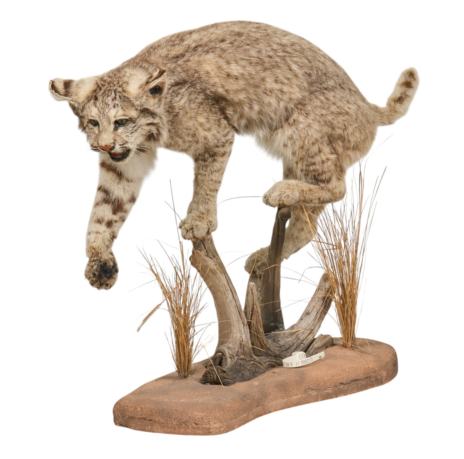 Bobcat Full Body Display: Bobcat full body display on faux wooden ledge height 25 in. x width 27 in. x depth 14 in. Provenance: Property from