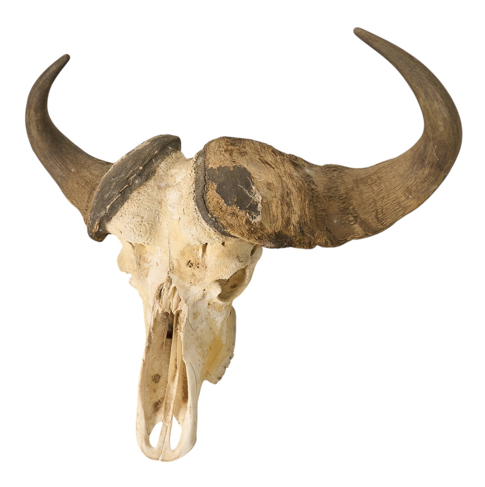 Cape Buffalo Skull Mount: Cape buffalo skull height 11 in. x width 34 in. x depth 29 in. Provenance: Property from a home in Port Aransas, Texas 