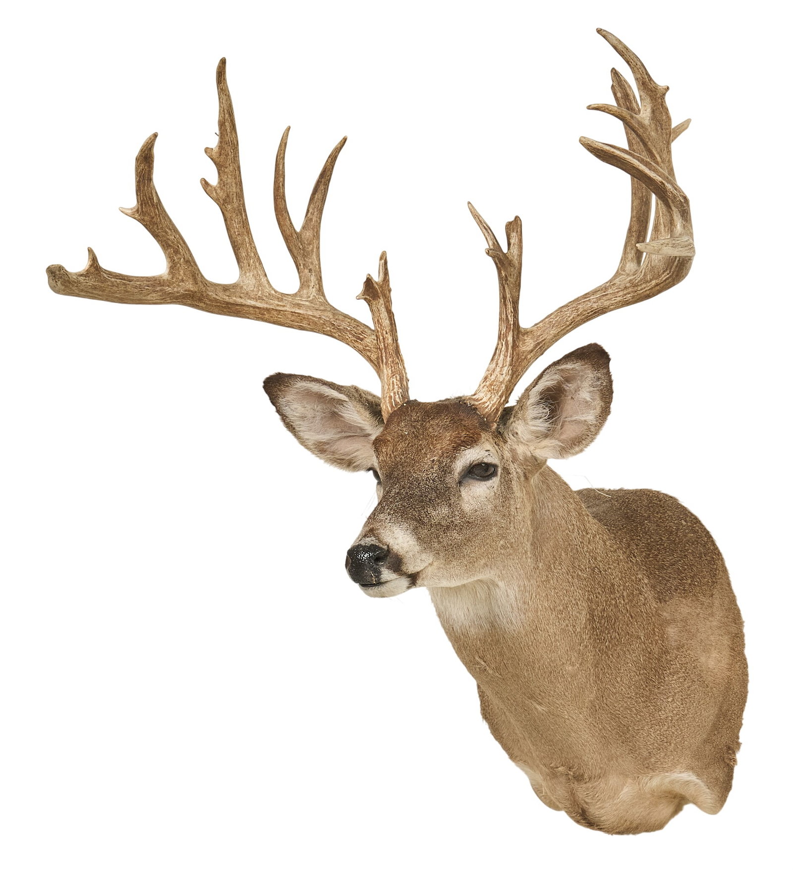 Mule Deer Shoulder Mount: Mule deer shoulder mount taxidermy height 32 in. x width 25 in. x depth 29 in. Provenance: Property from a home in Port Aransas 