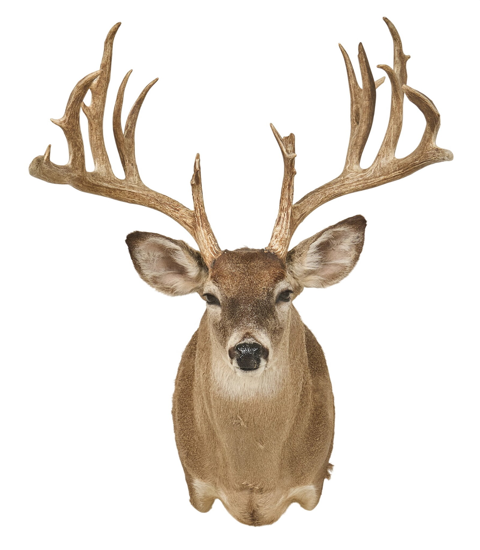 Mule Deer Shoulder Mount - 2