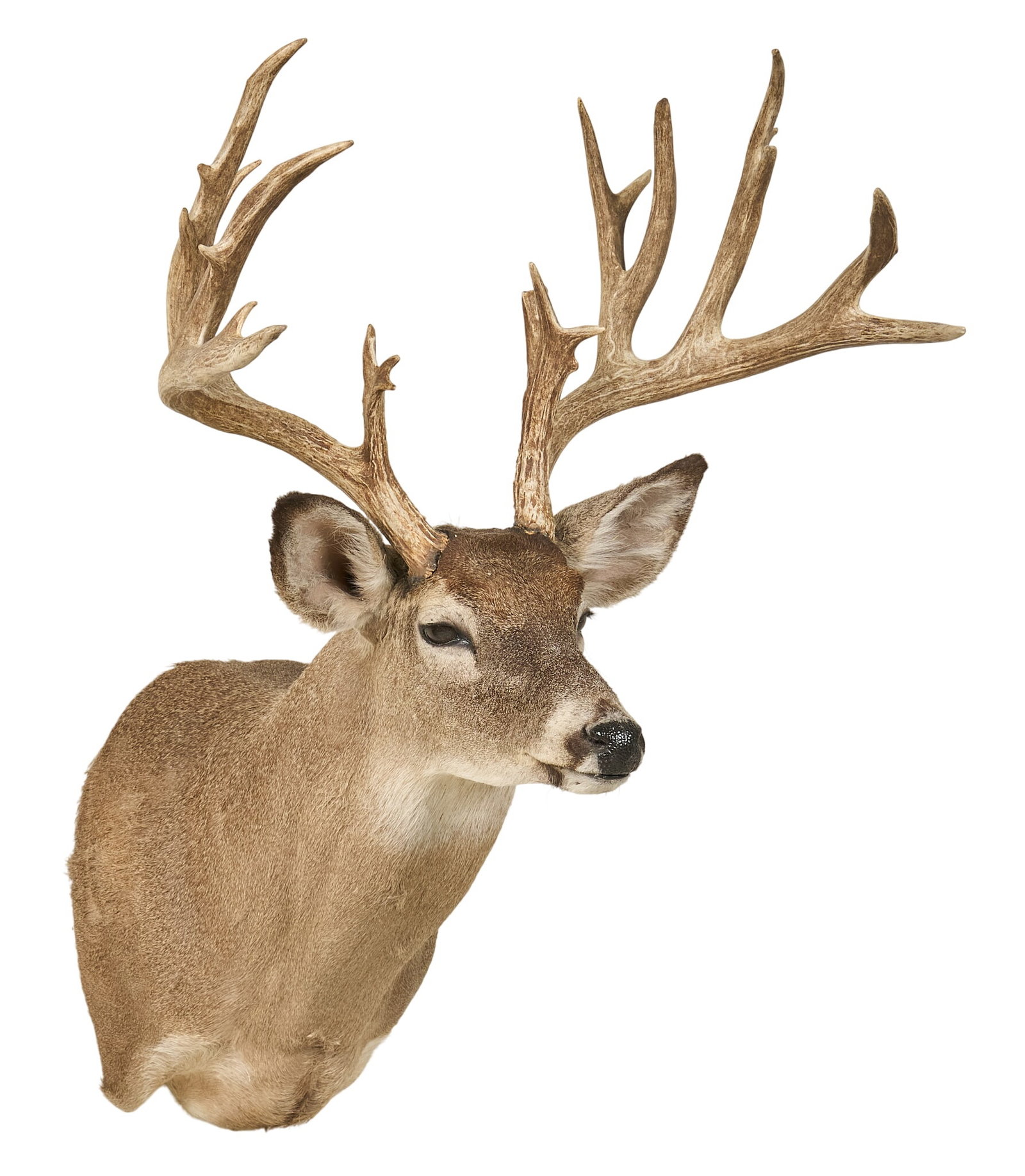 Mule Deer Shoulder Mount - 3