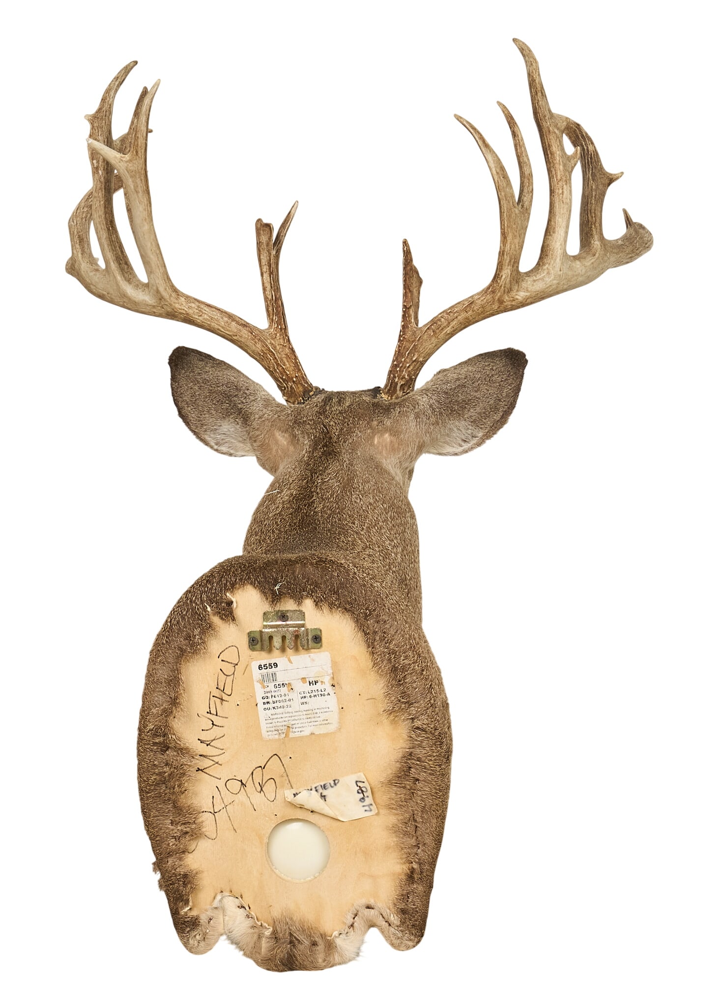 Mule Deer Shoulder Mount - 4