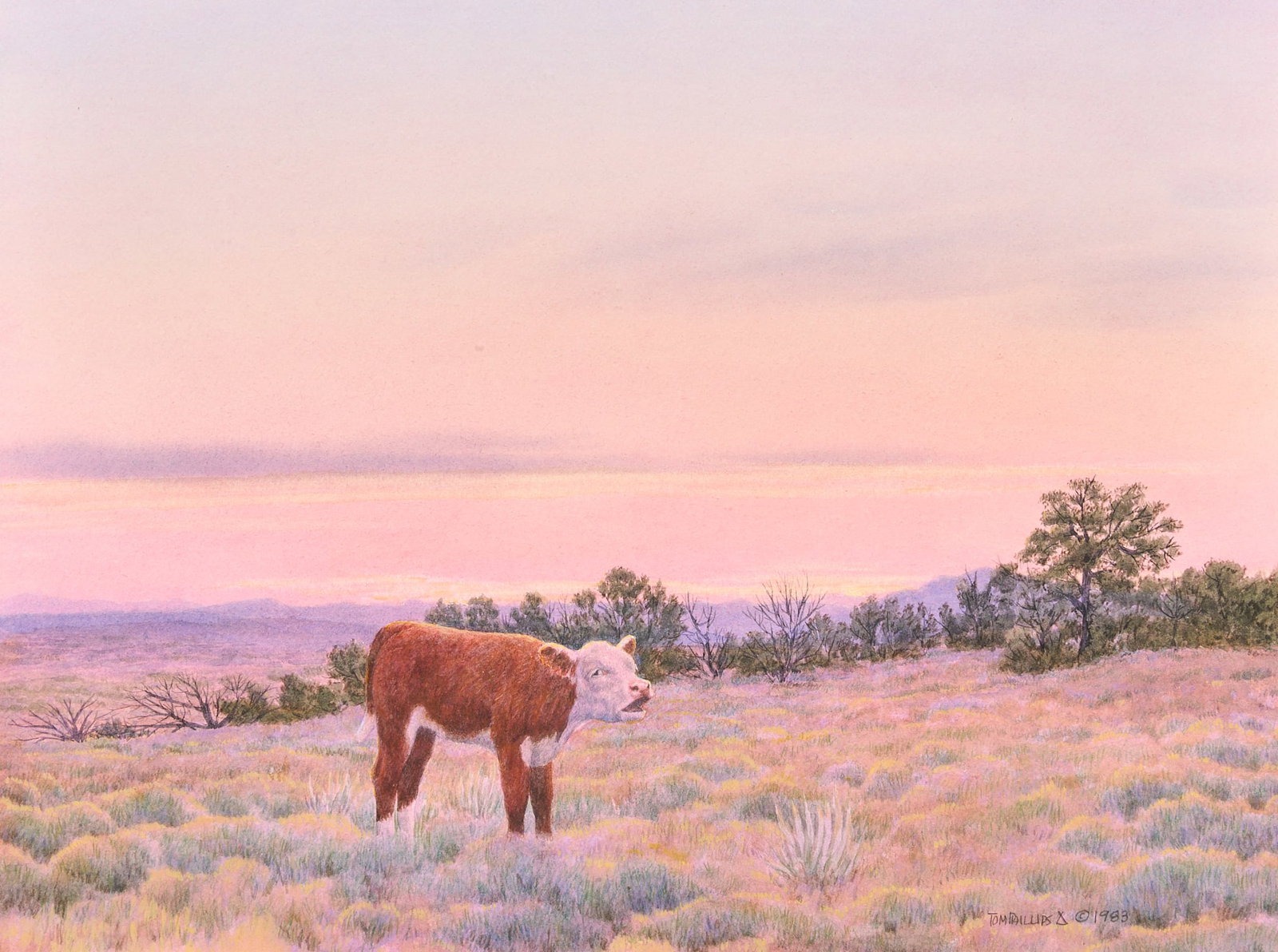 Tom Phillips, Lone Calf Watercolor: Thomas "Tom" Embert Phillips (Oklahoma, 1927-2005), lone Hereford calf calling for its mother, watercolor and mixed media on paper, signed and dated lower right, 1983 sight: 12 x 16