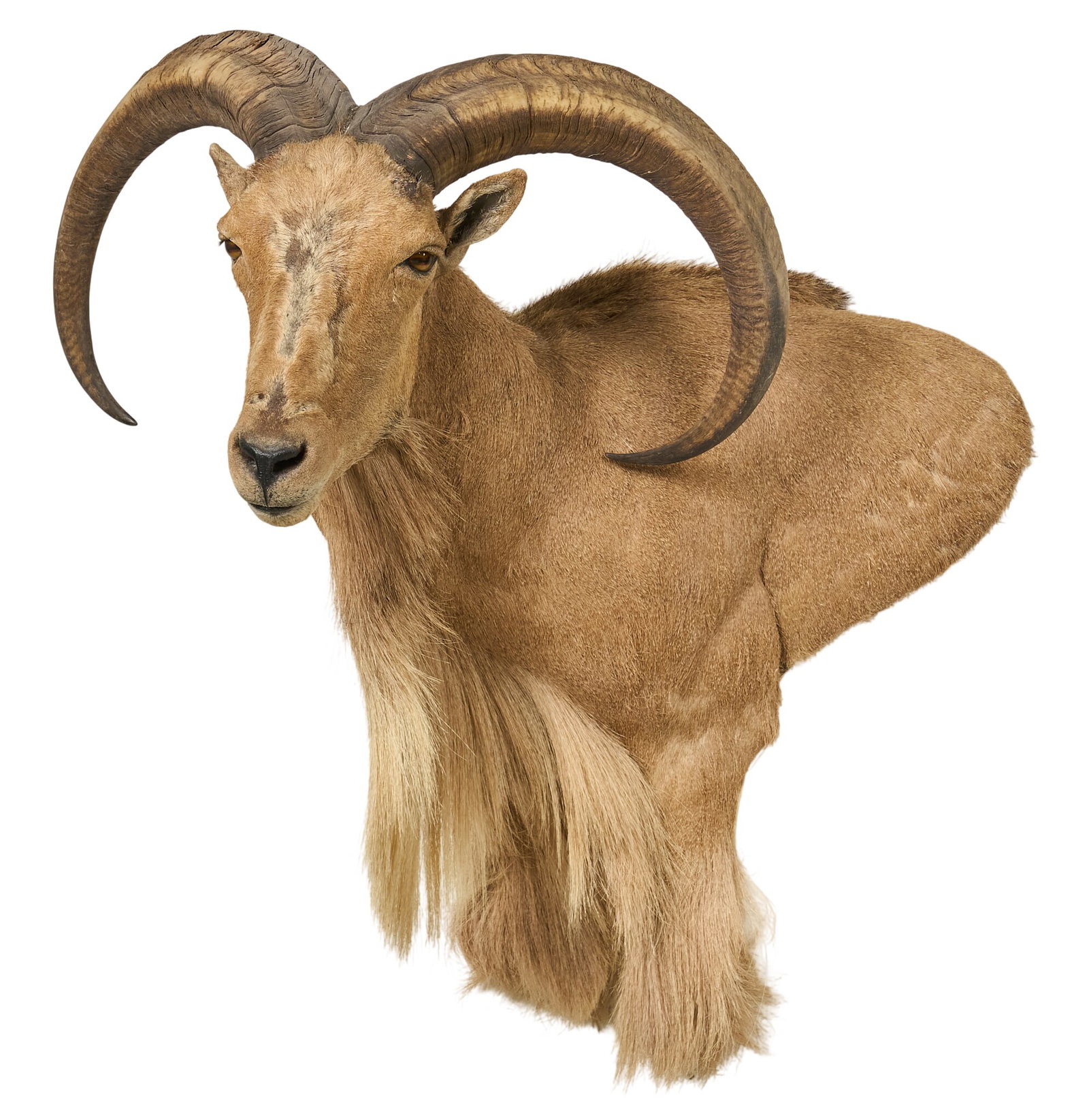 Audad Sheep Shoulder Mount: Audad sheep shoulder mount taxidermy height 43 in. x 35 x 29 Provenance: Property from a home in Port Aransas, Texas 