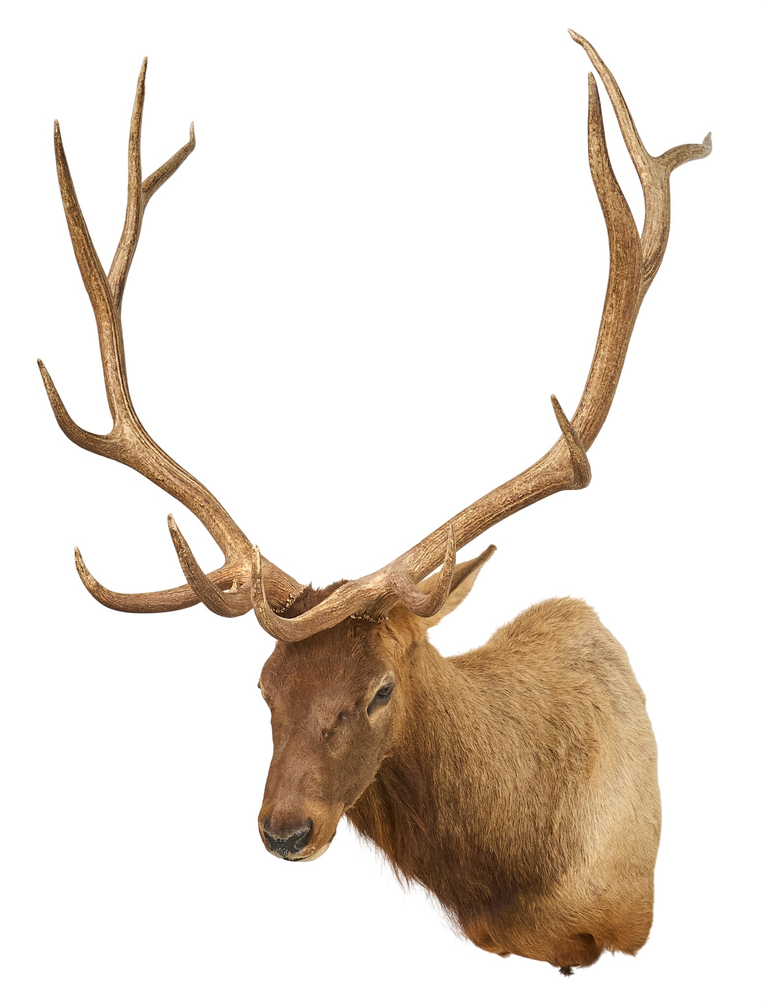 Elk Shoulder Mount: Elk shoulder mount taxidermy height 76 in. x width 41 in. x depth 42 in. Provenance: Property from a home in Port Aransas, Texas 