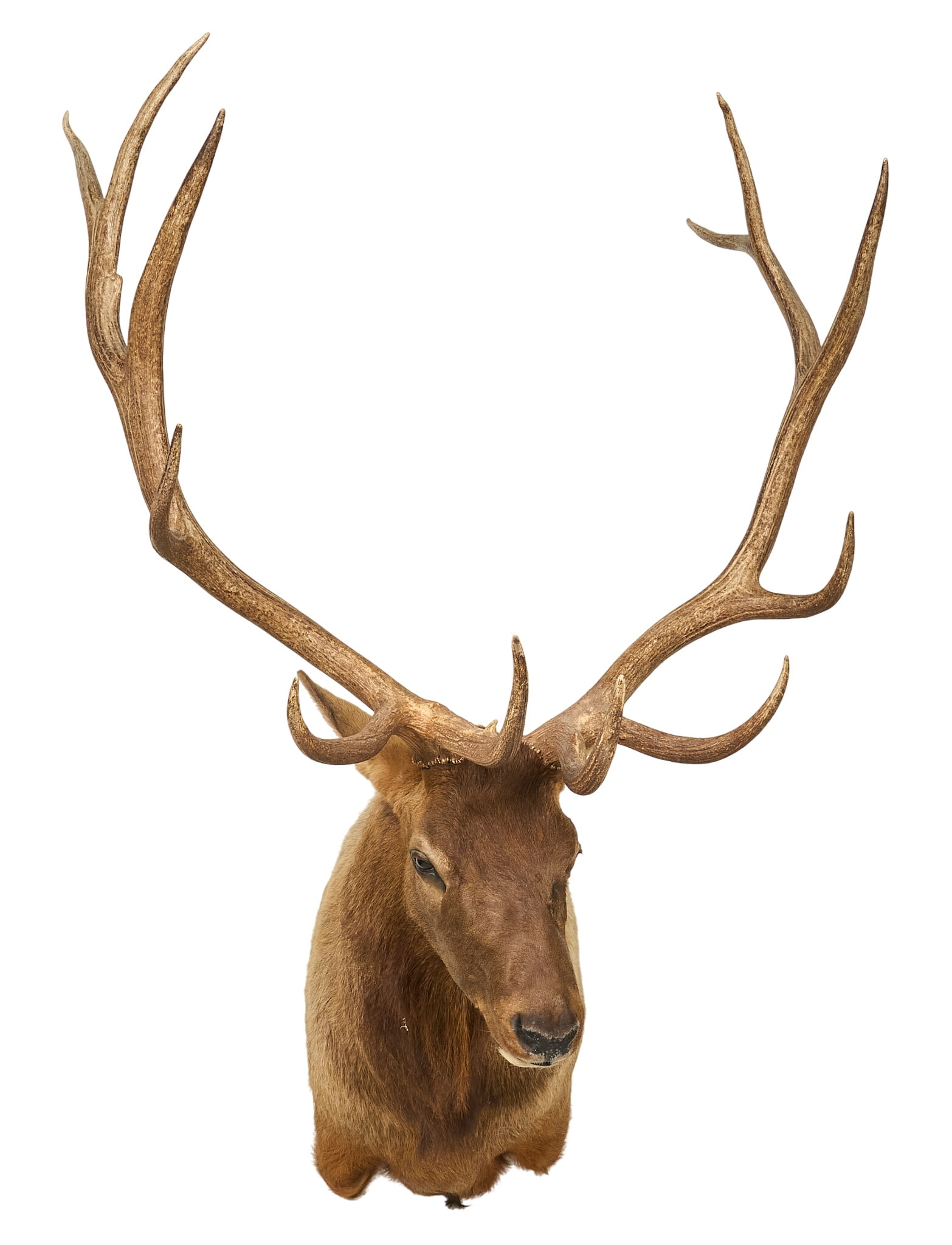 Elk Shoulder Mount - 2