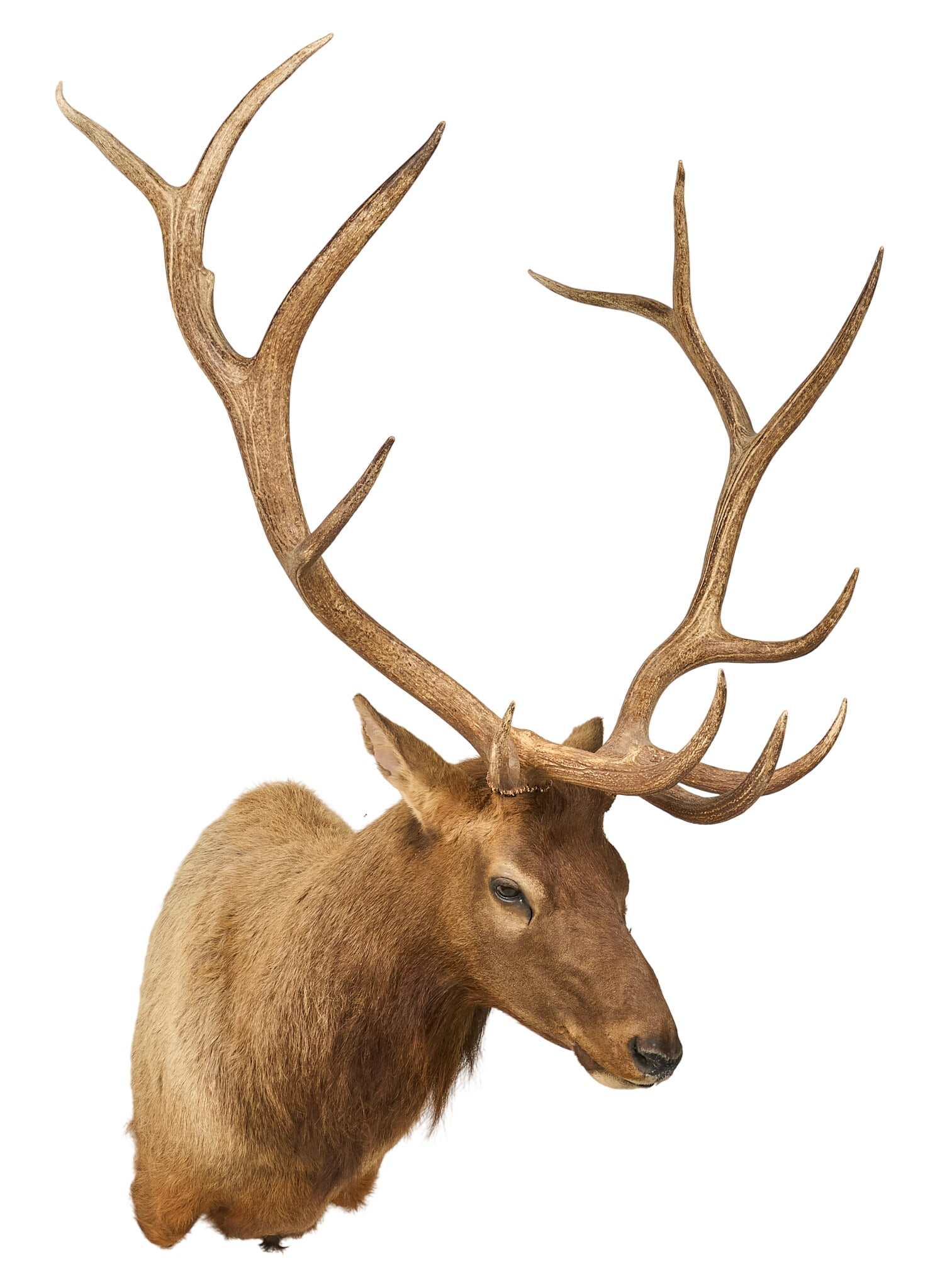 Elk Shoulder Mount - 3