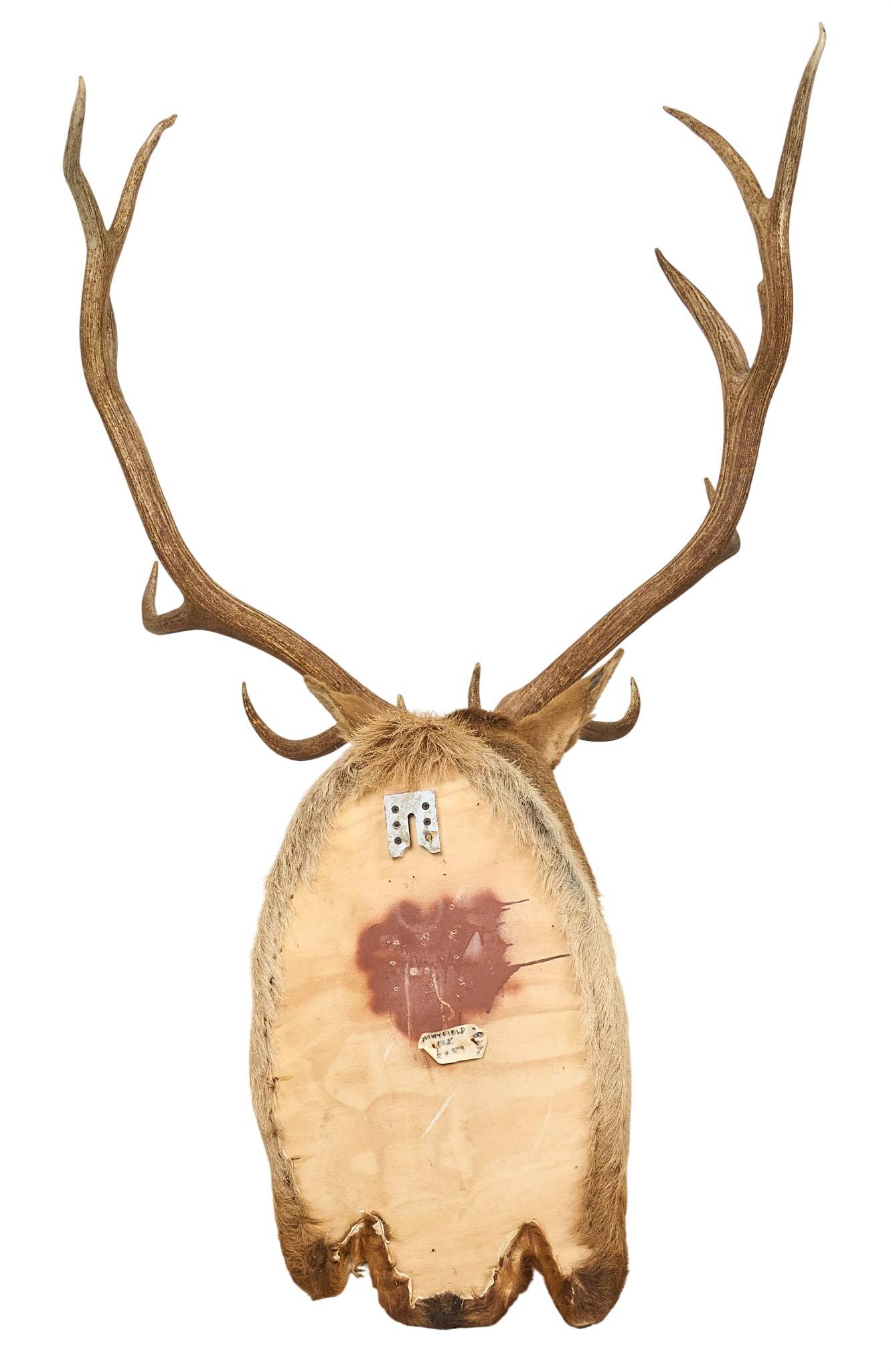 Elk Shoulder Mount - 4