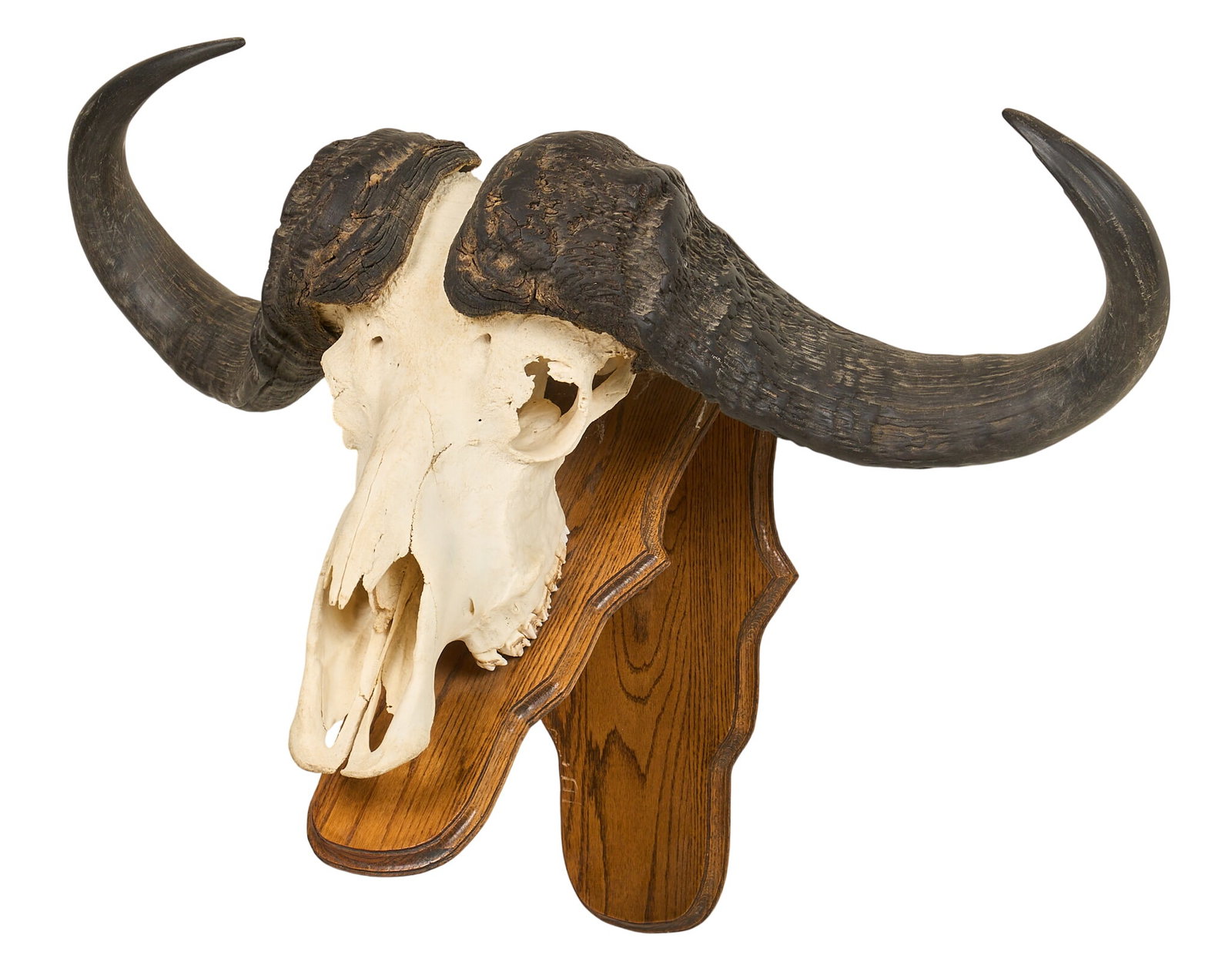 Cape Buffalo Skull Mount: Cape buffalo skull mount on wooden base height 29 in. x width 38 in. x depth 19 in. Provenance: Property from a home in Port Aransas, Texas 