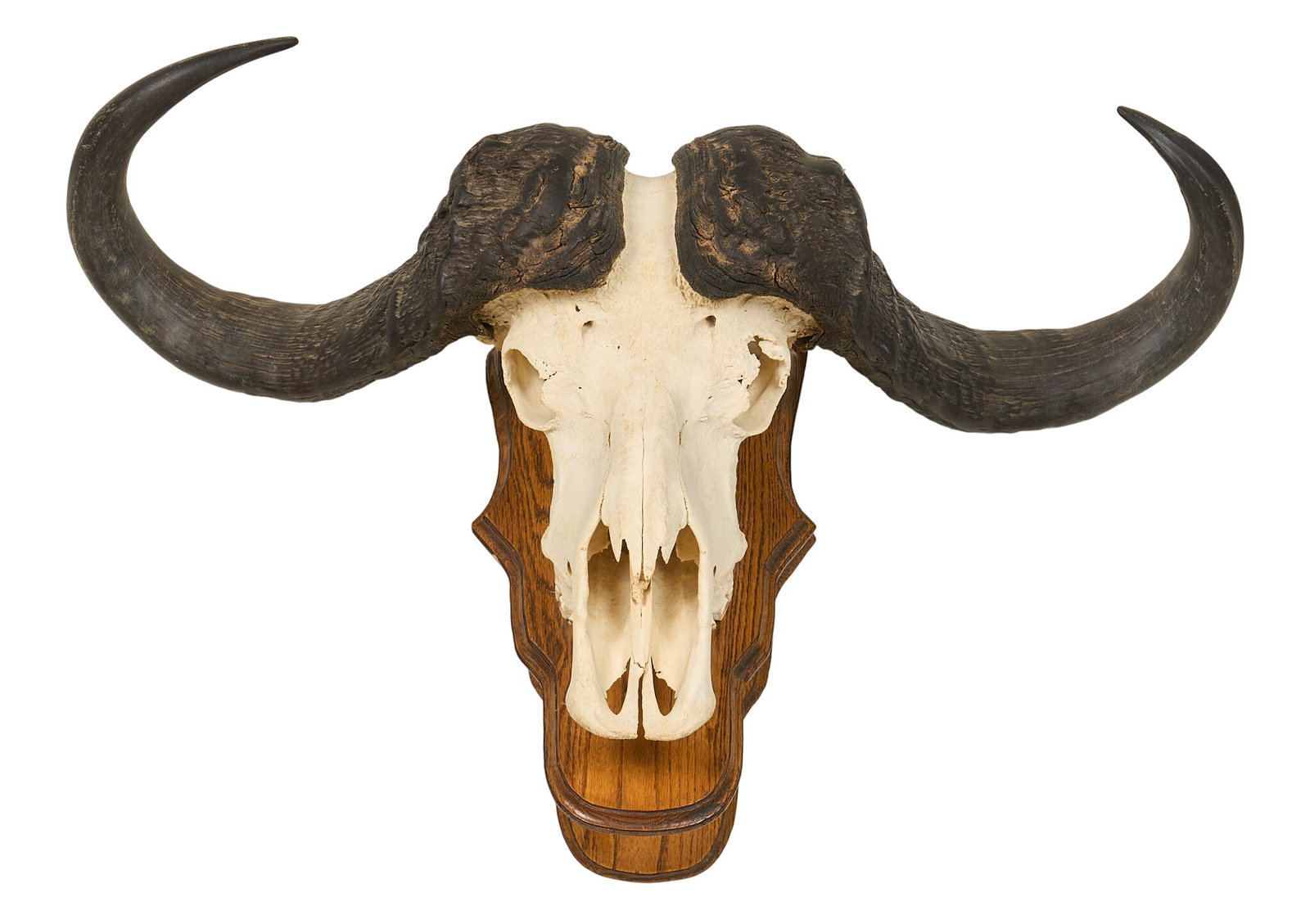 Cape Buffalo Skull Mount - 2