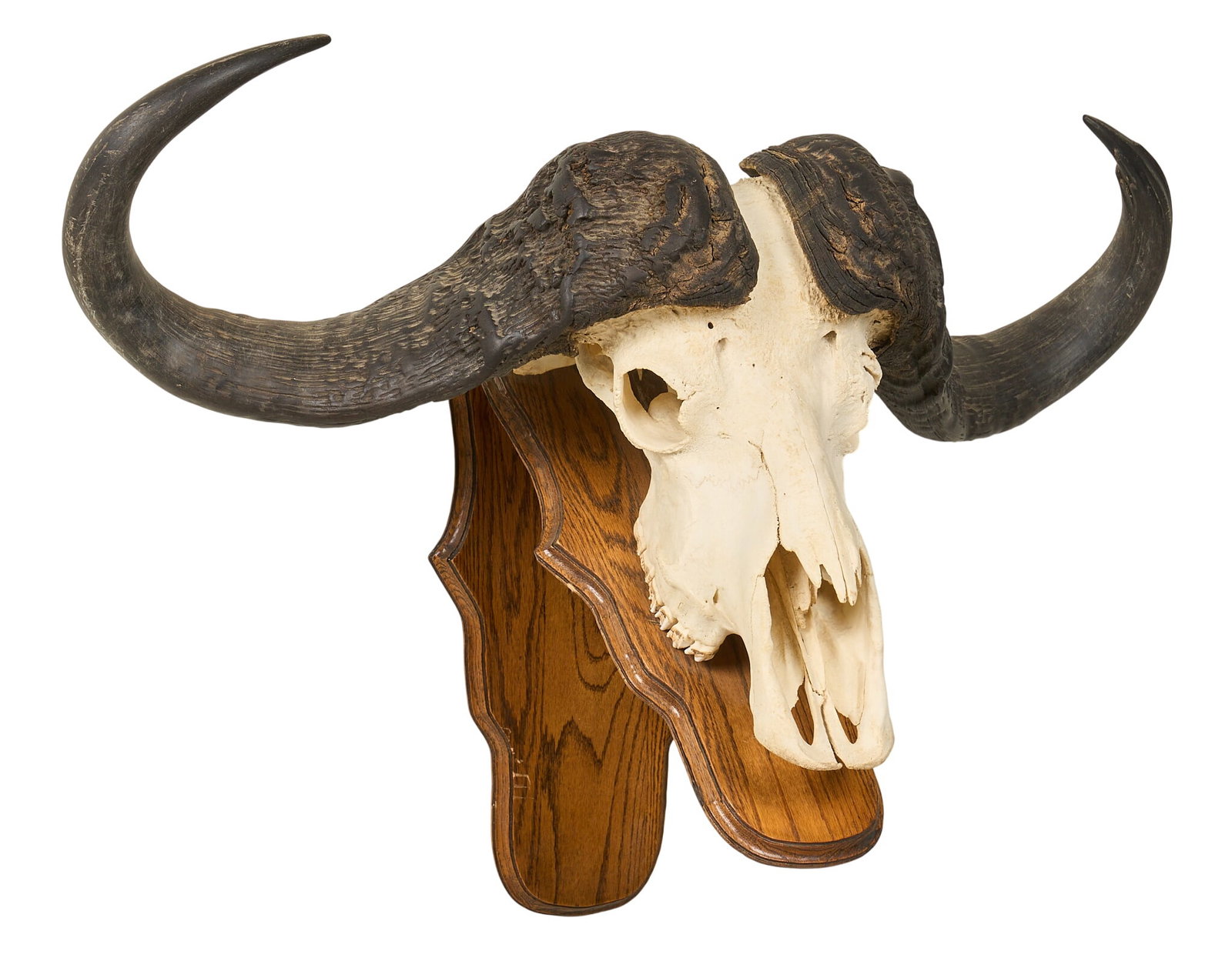 Cape Buffalo Skull Mount - 3
