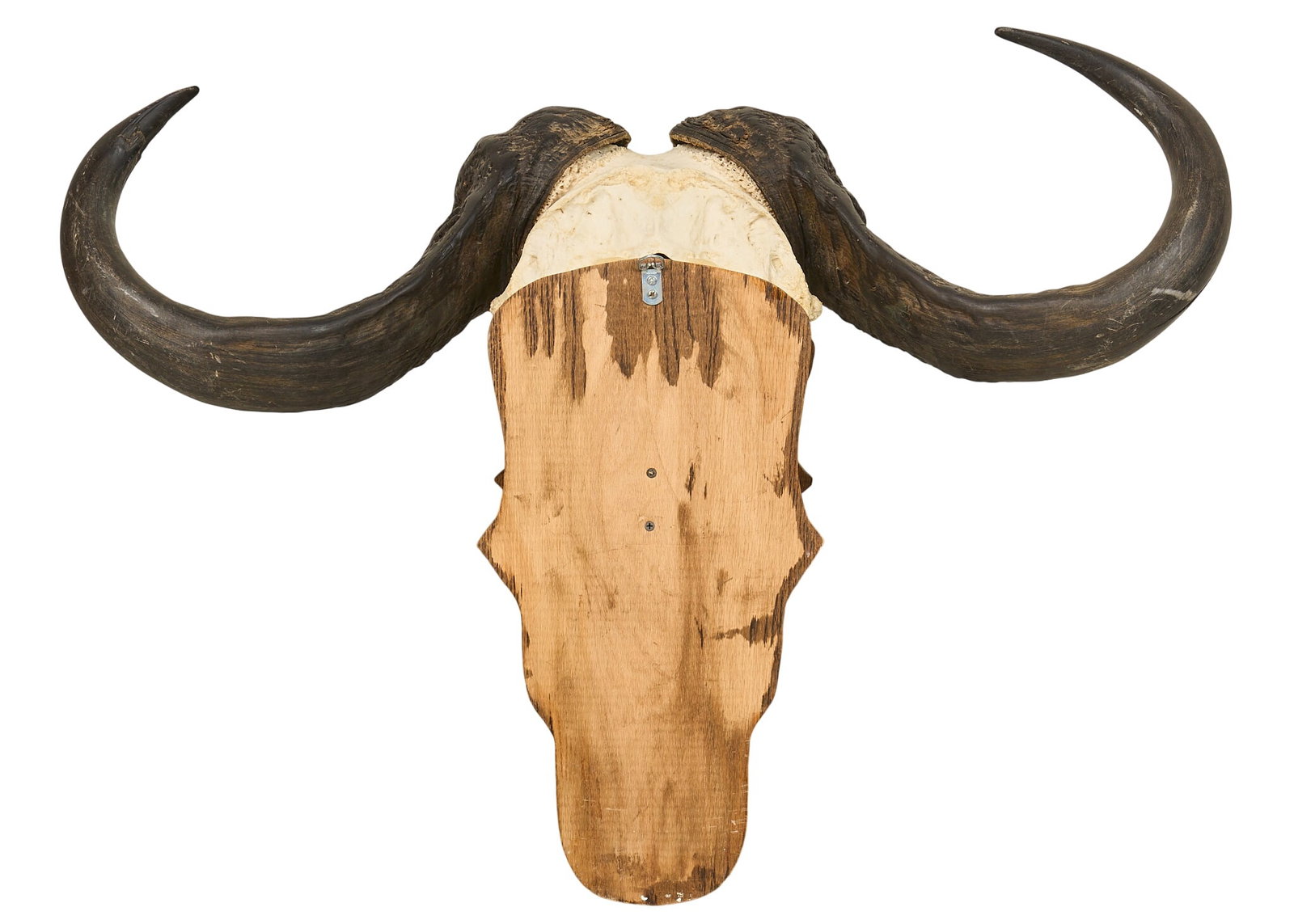 Cape Buffalo Skull Mount - 4