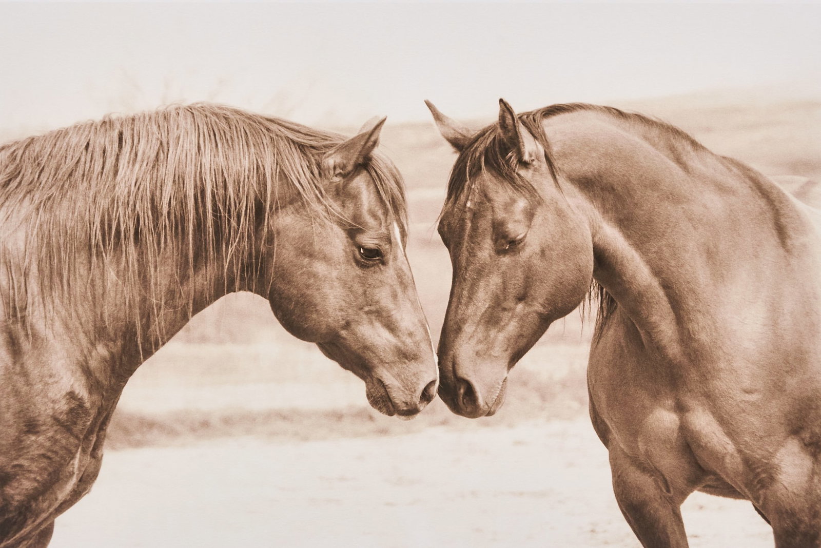 Gregg Albracht Photograph: Gregory "Gregg" Albracht (New Mexico, b. 20th C.), photograph of two horses, signed and numbered 41/200 in the margins image: 12 x 18.5 in., frame: 26 x 34 in. Provenance: Property from a
