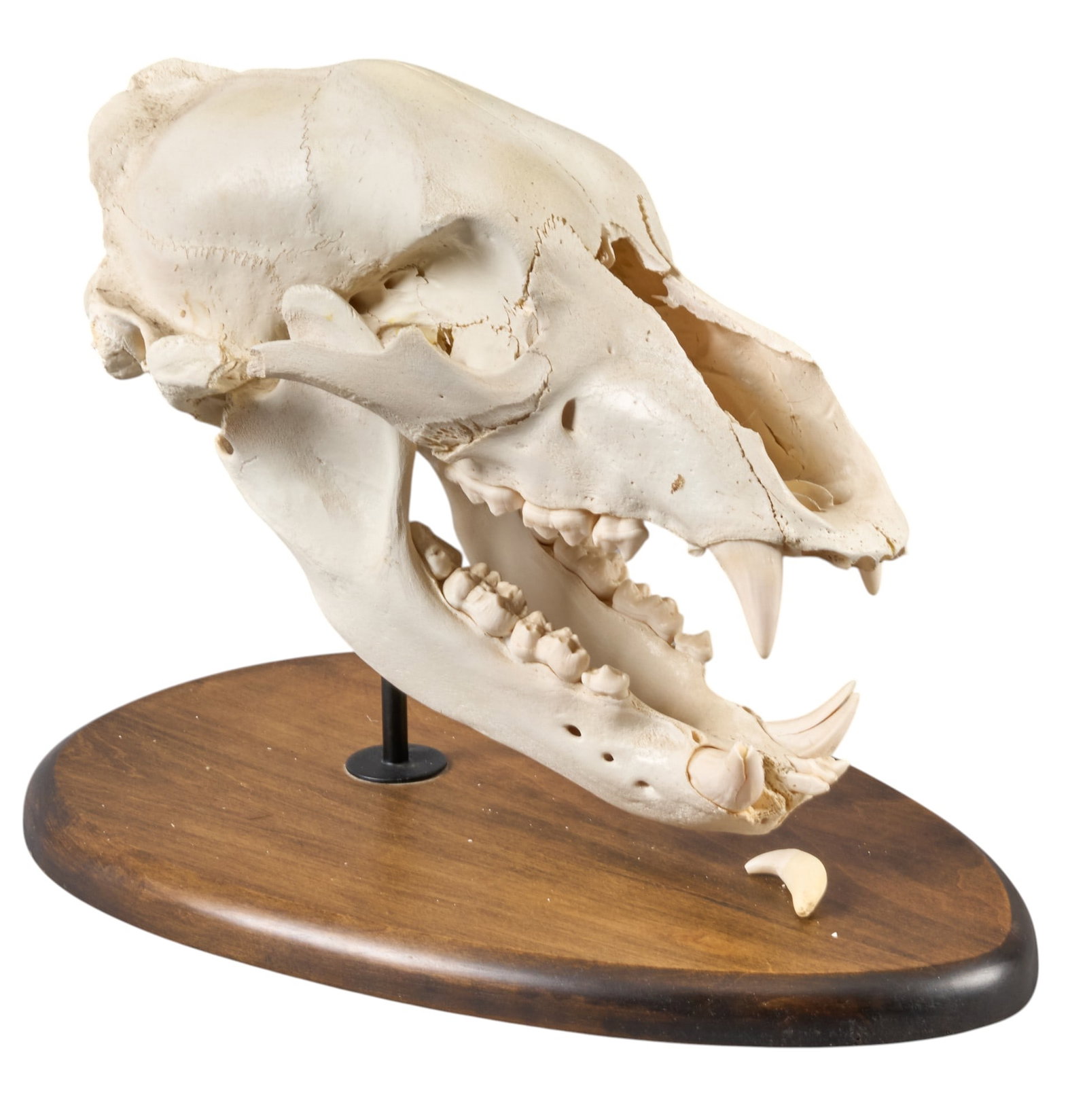 Bear Skull (1 of 3)