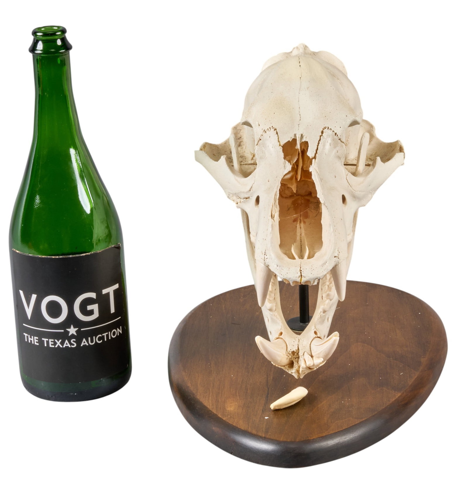 Bear Skull - 2