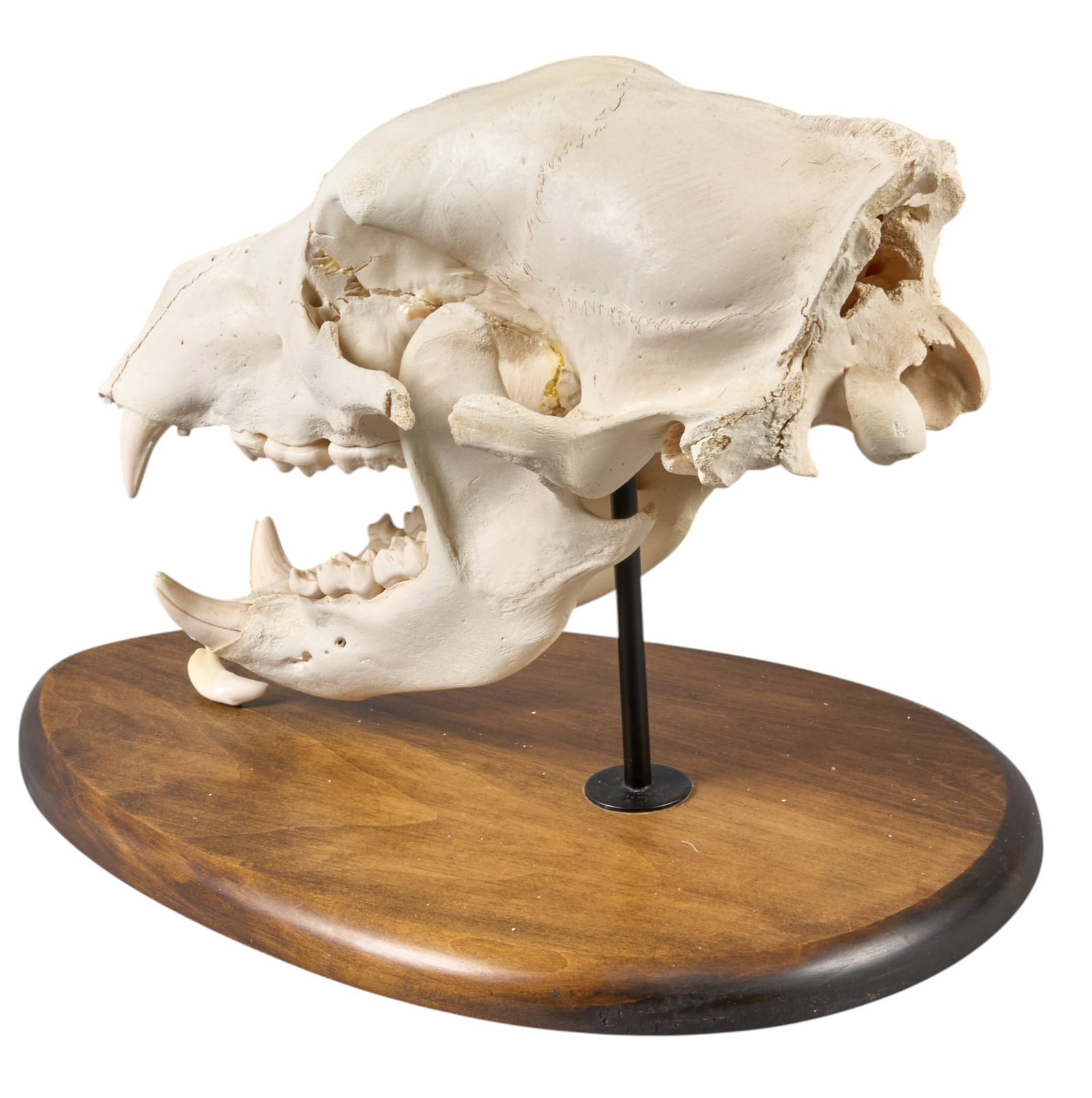 Bear Skull - 3