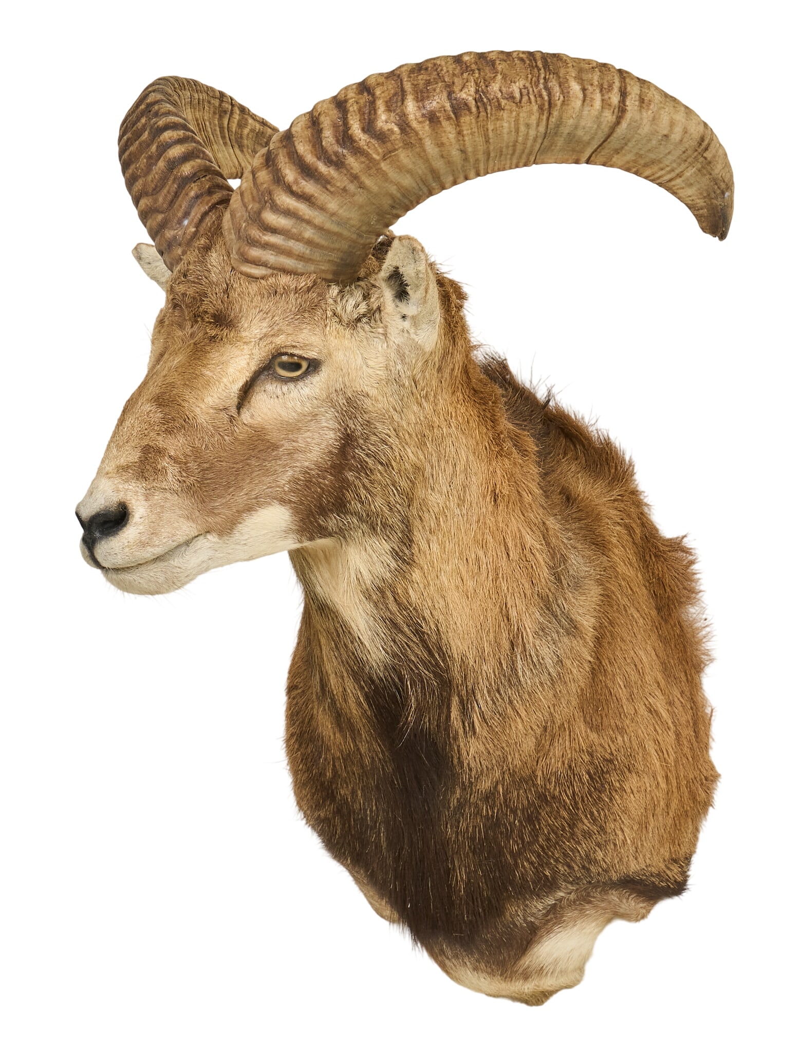 Ram Shoulder Mount: Ram shoulder mount taxidermy height 25 in. x width 17 in. x depth 18 in. Provenance: Property from a home in Port Aransas, Texas 