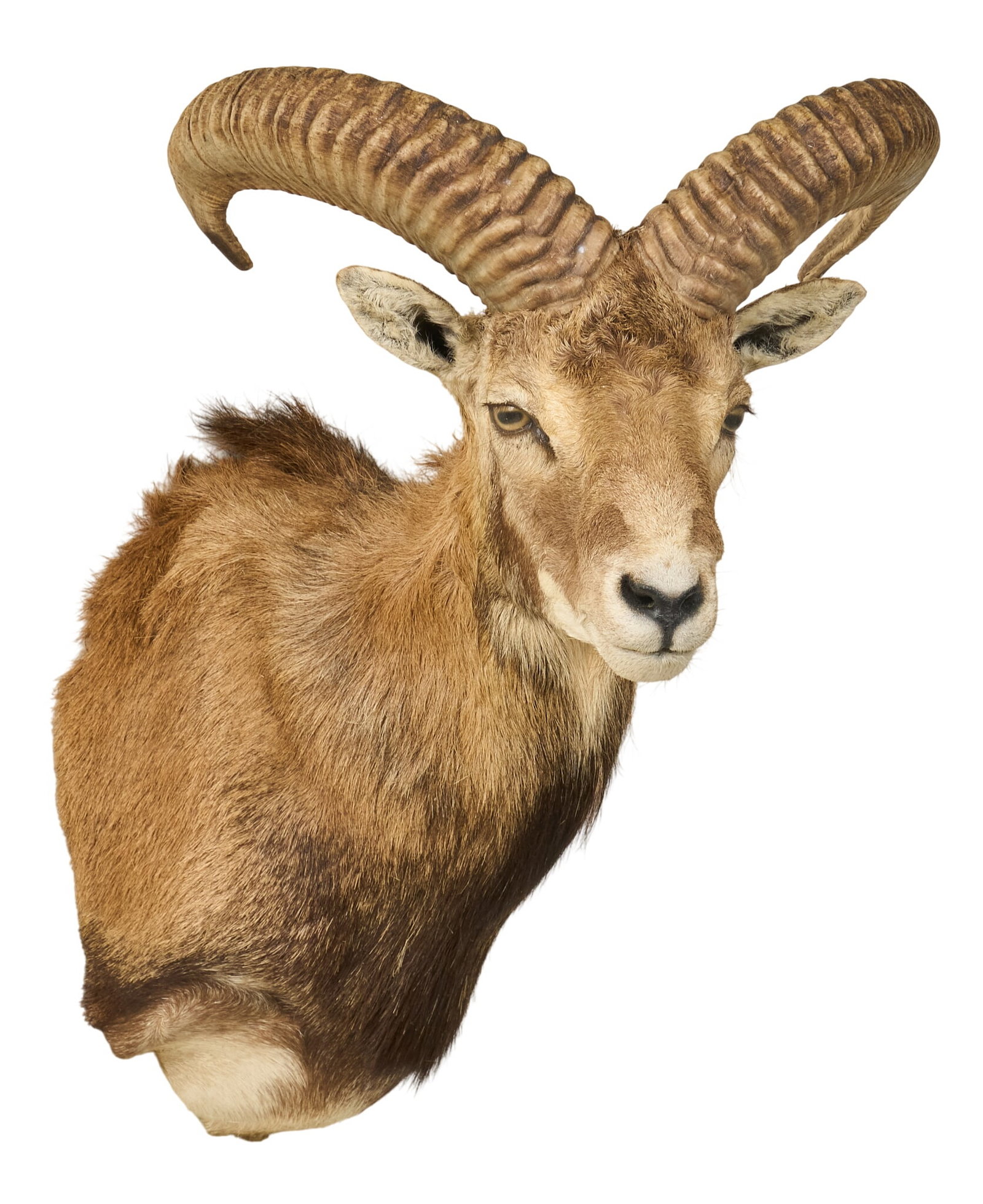 Ram Shoulder Mount - 3