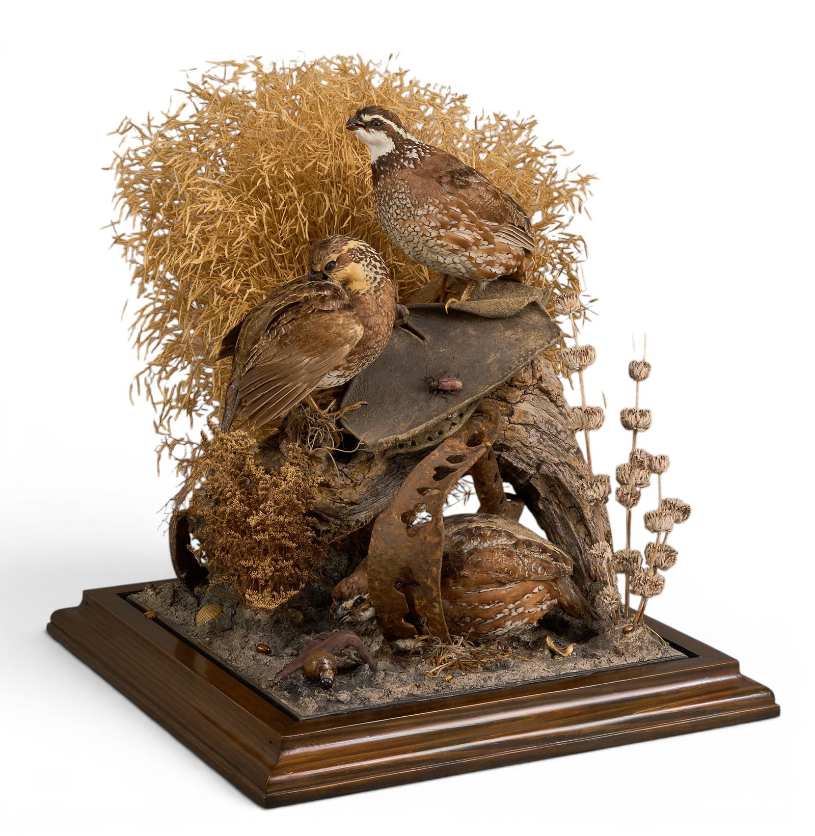 Quail Display: Three taxidermy quails with foliage displayed in glass case with rustic shackle iron details height 17.25 in. x width 15.5 in. x depth 15.5 in. Provenance: Property