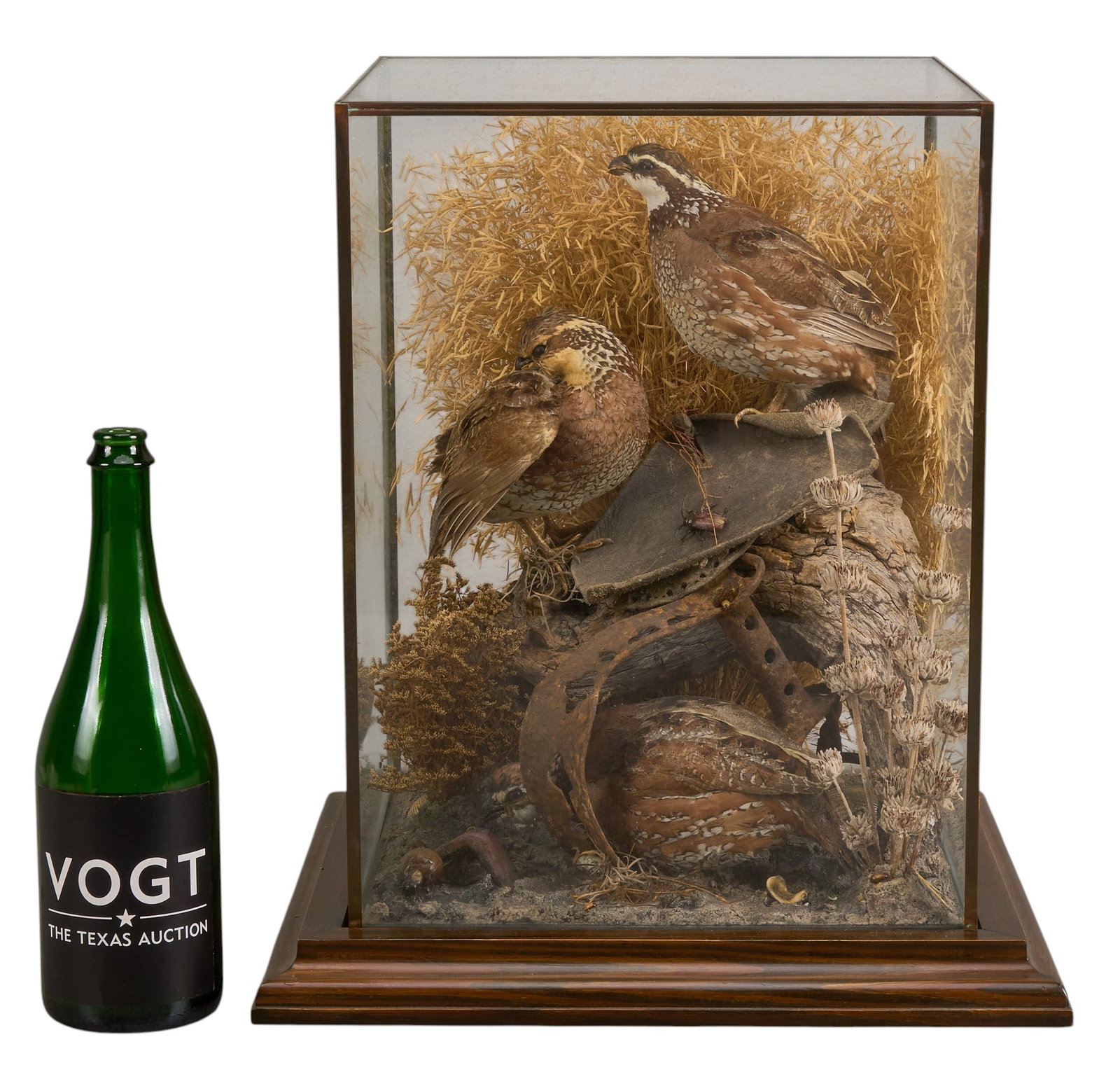 Quail Display - 2