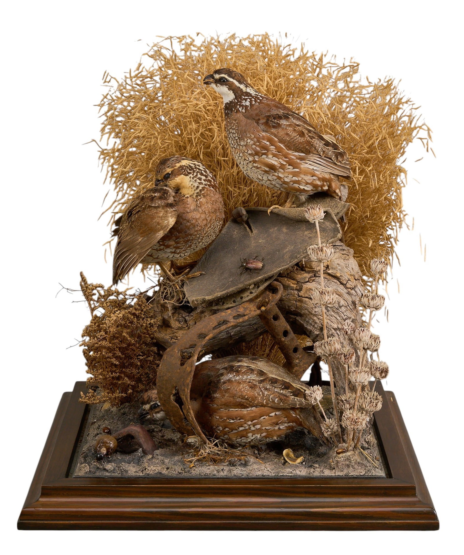 Quail Display - 3