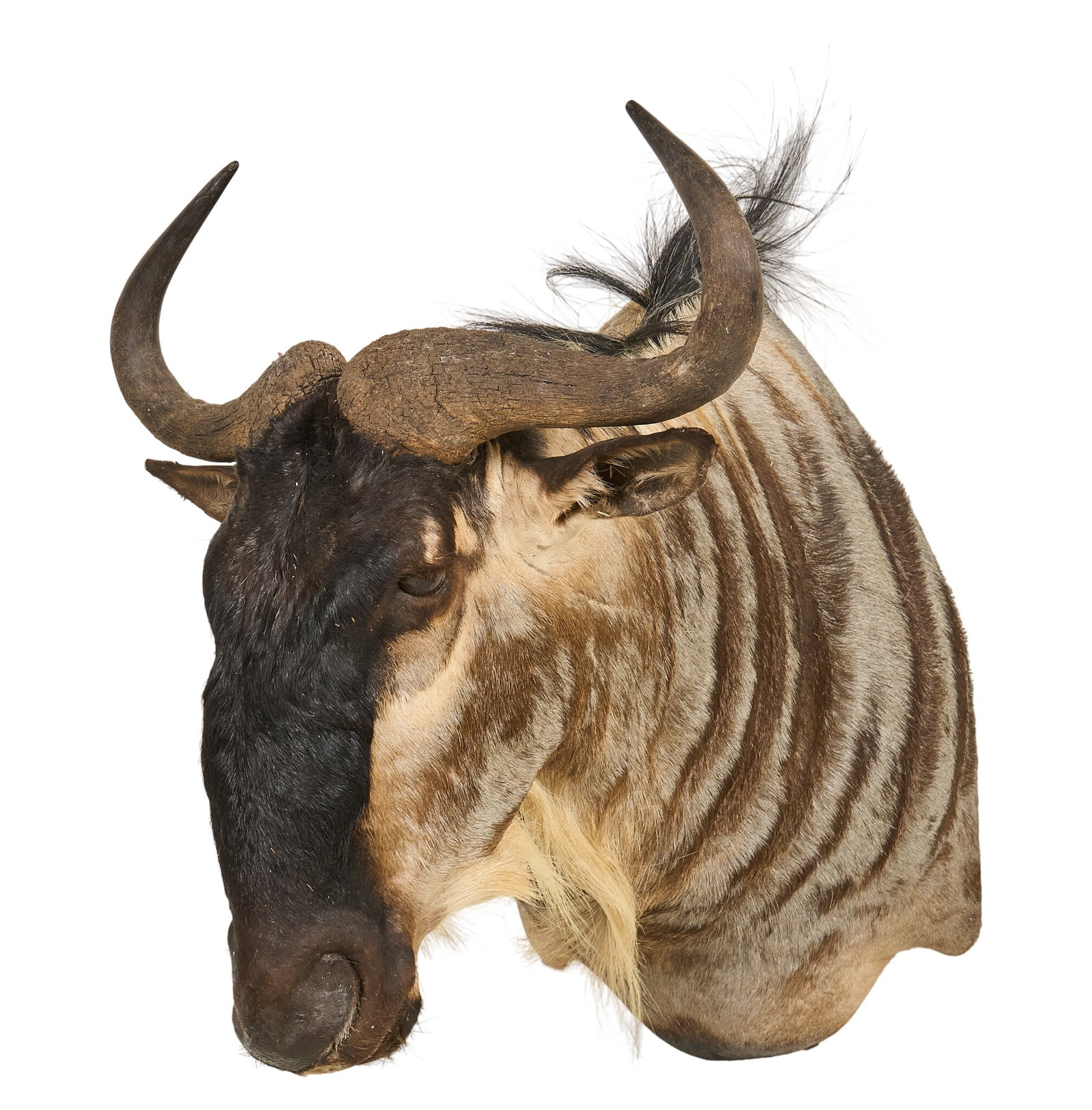 Wildebeest Shoulder Mount: Wildebeest shoulder mount taxidermy height 32 in. x width 26 in. x depth 31 in. Provenance: Property from a home in Port Aransas, Texas 