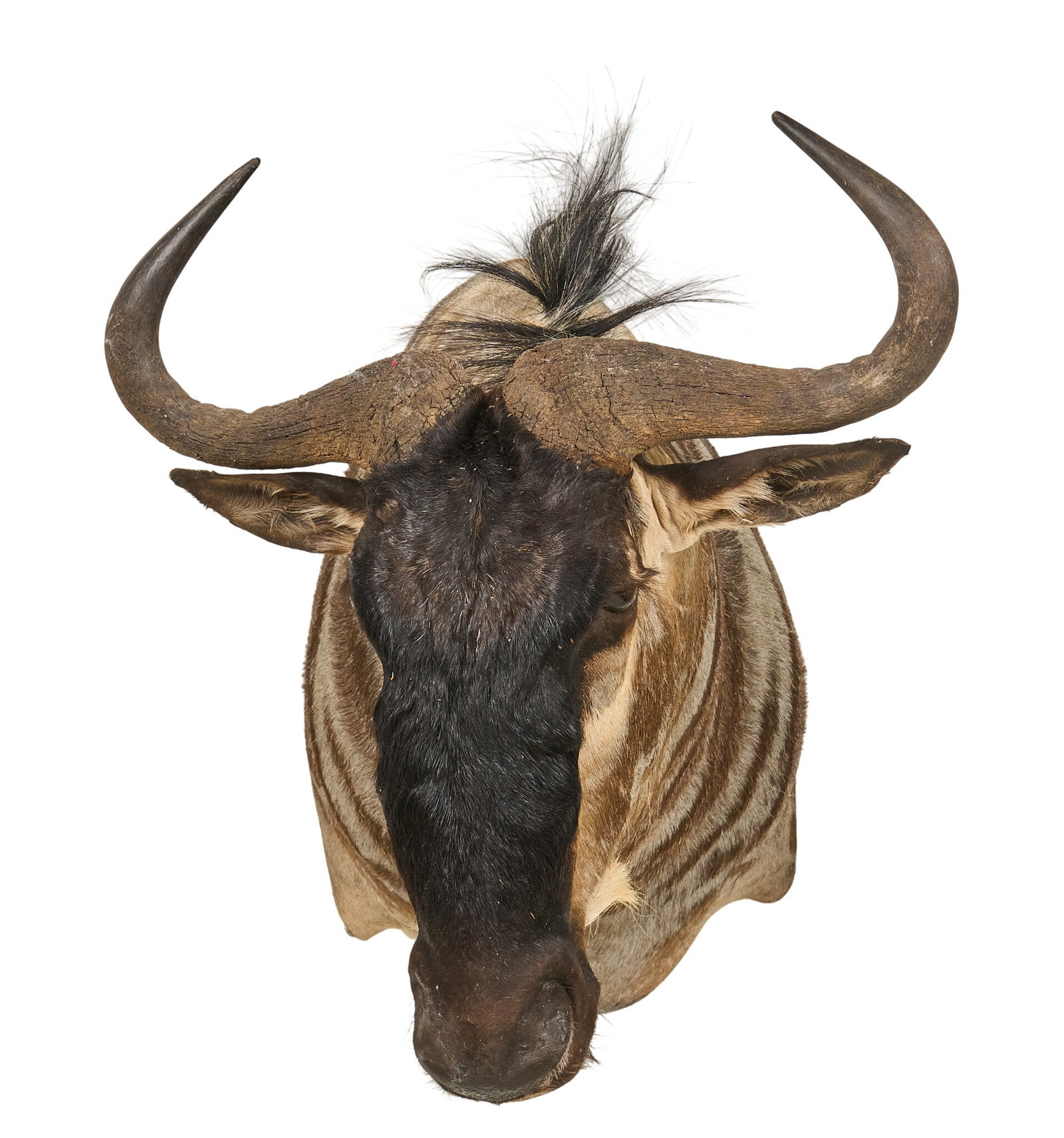 Wildebeest Shoulder Mount - 2