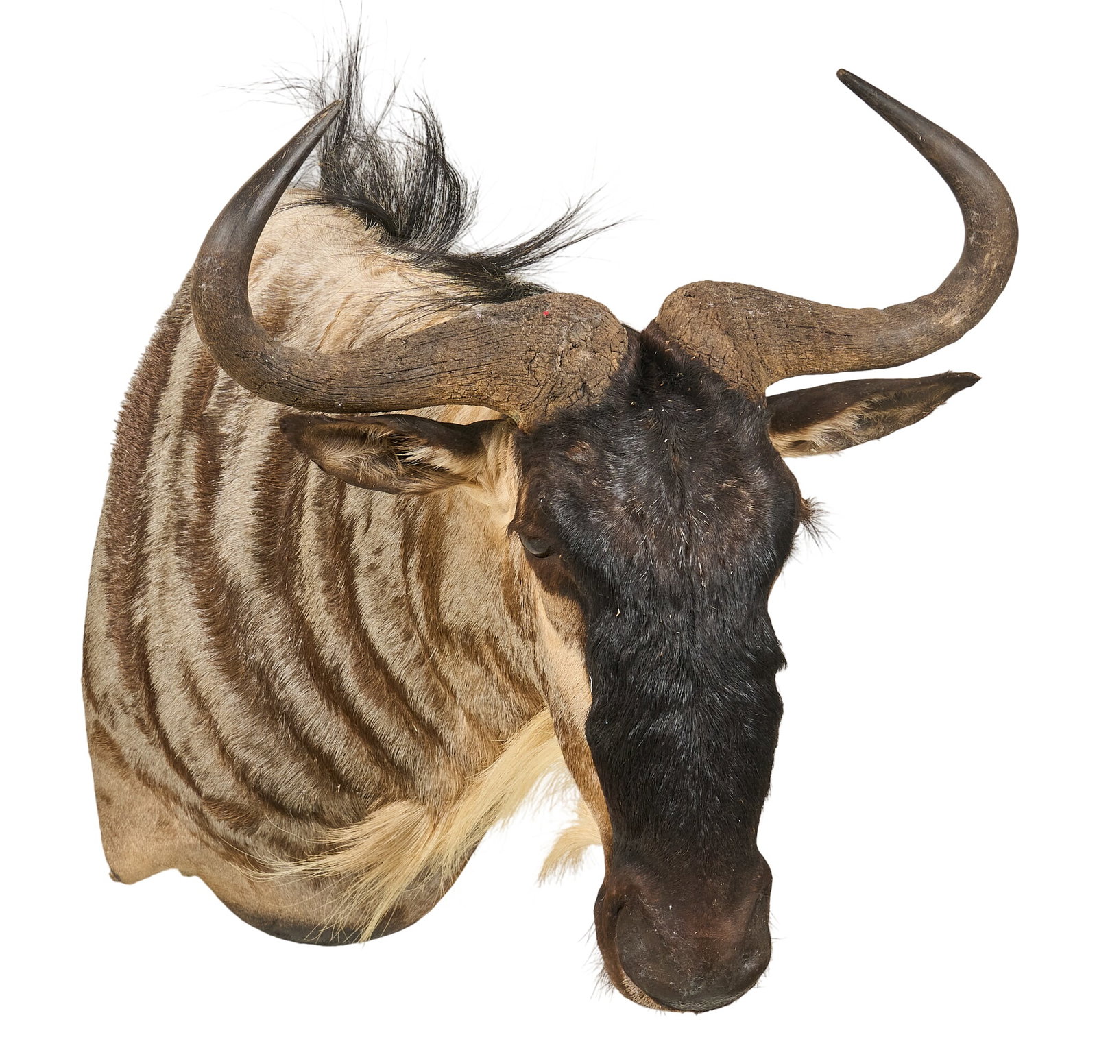 Wildebeest Shoulder Mount - 3