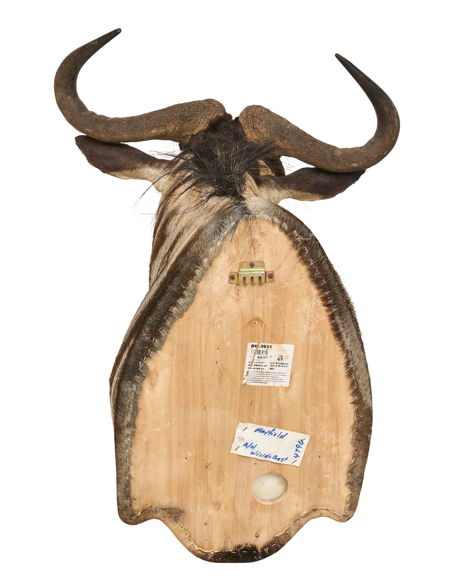 Wildebeest Shoulder Mount - 4