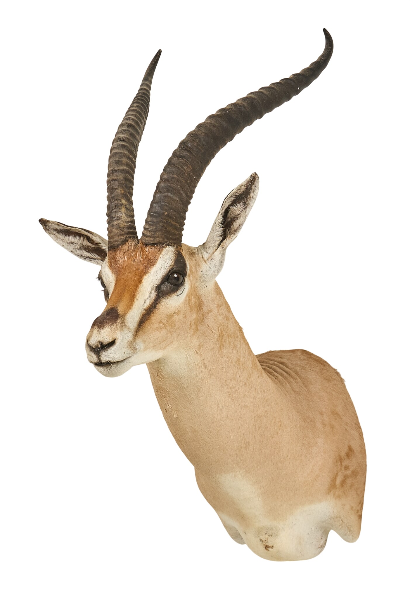 Gazelle Shoulder Mount: Gazelle shoulder mount taxidermy height 33 in. x width 14 in. x depth 27 in. Provenance: Property from a home in Port Aransas, Texas 