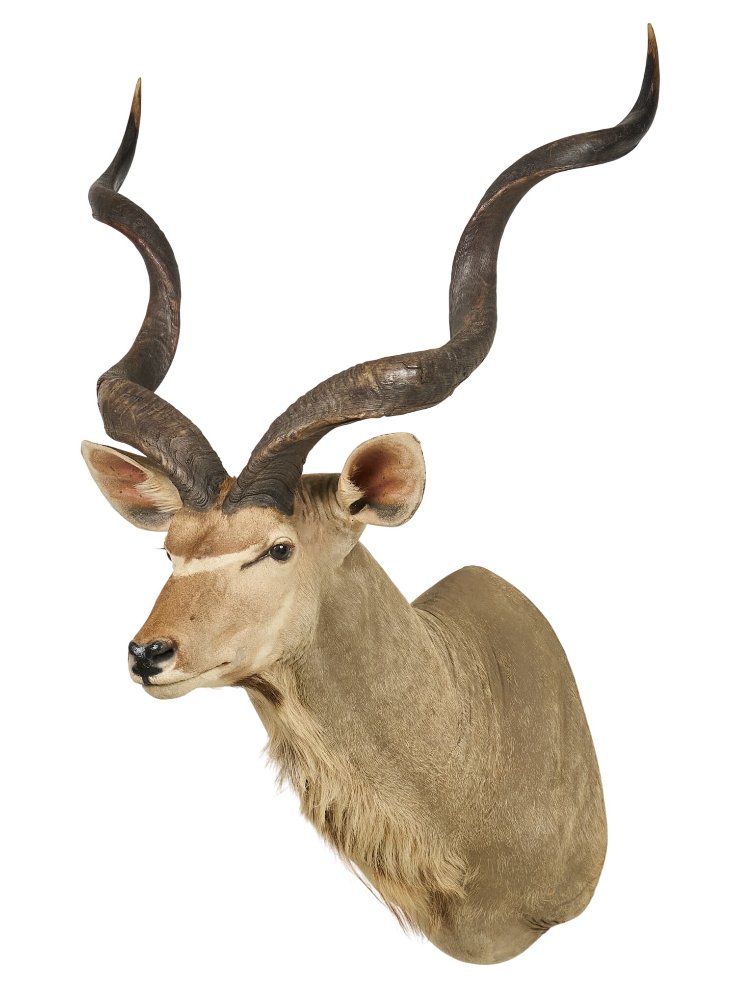 Kudu Shoulder Mount: Kudu shoulder mount taxidermy height 57 in. x width 37 in. x depth 41 in. Provenance: Property from a home in San Antonio, Texas