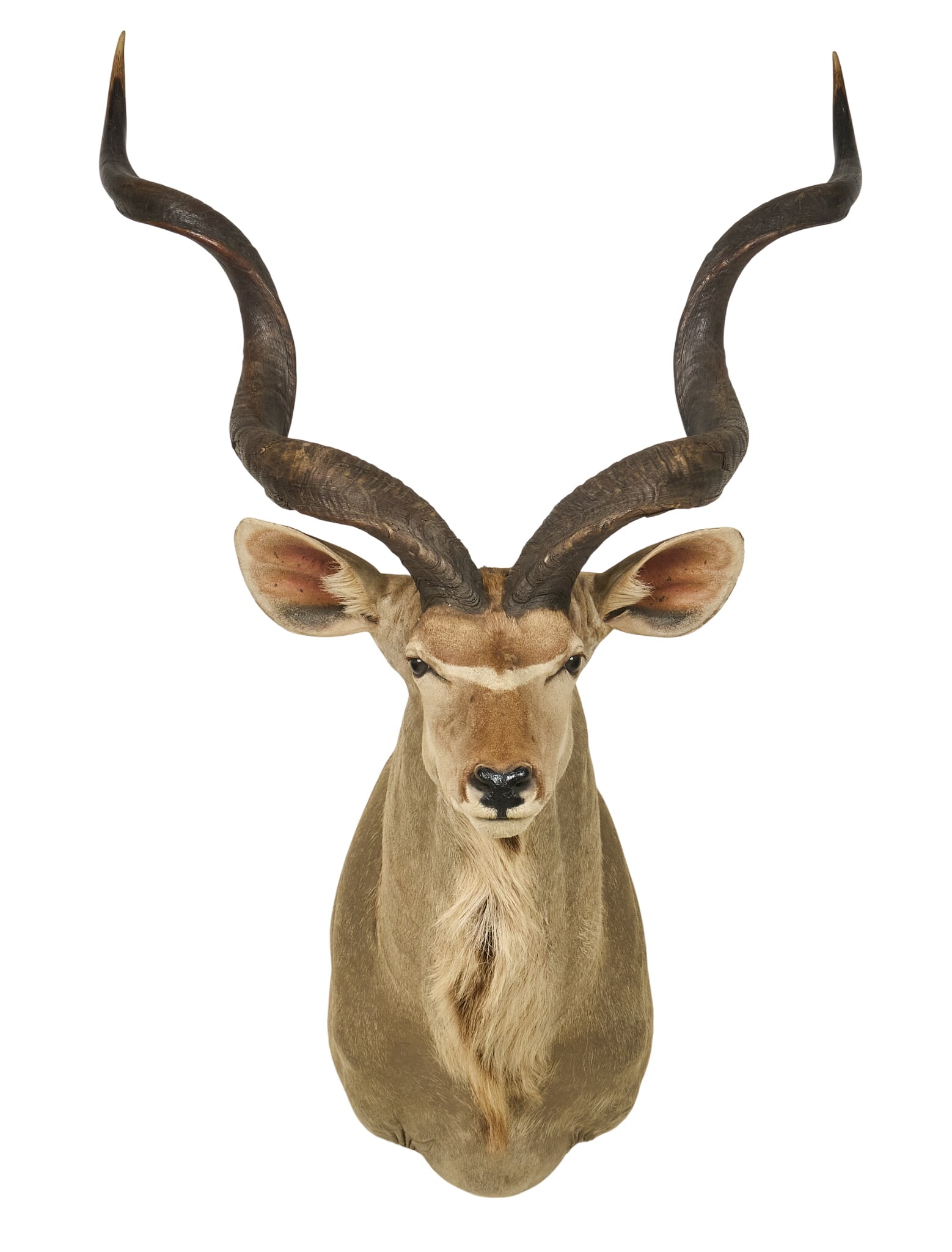 Kudu Shoulder Mount - 2