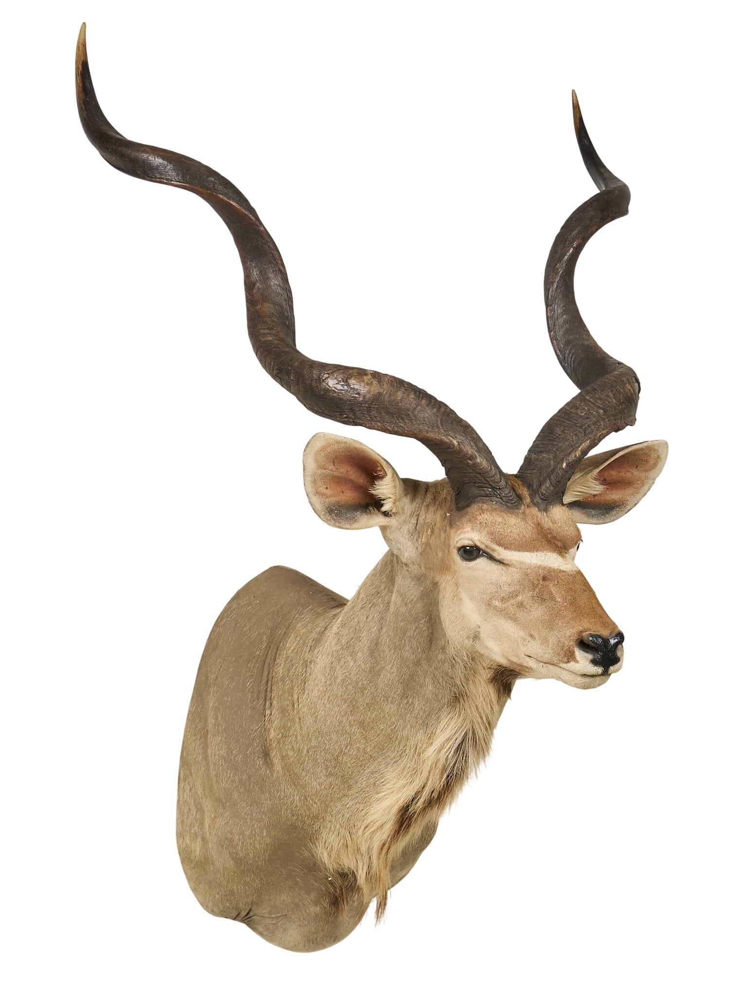 Kudu Shoulder Mount - 3