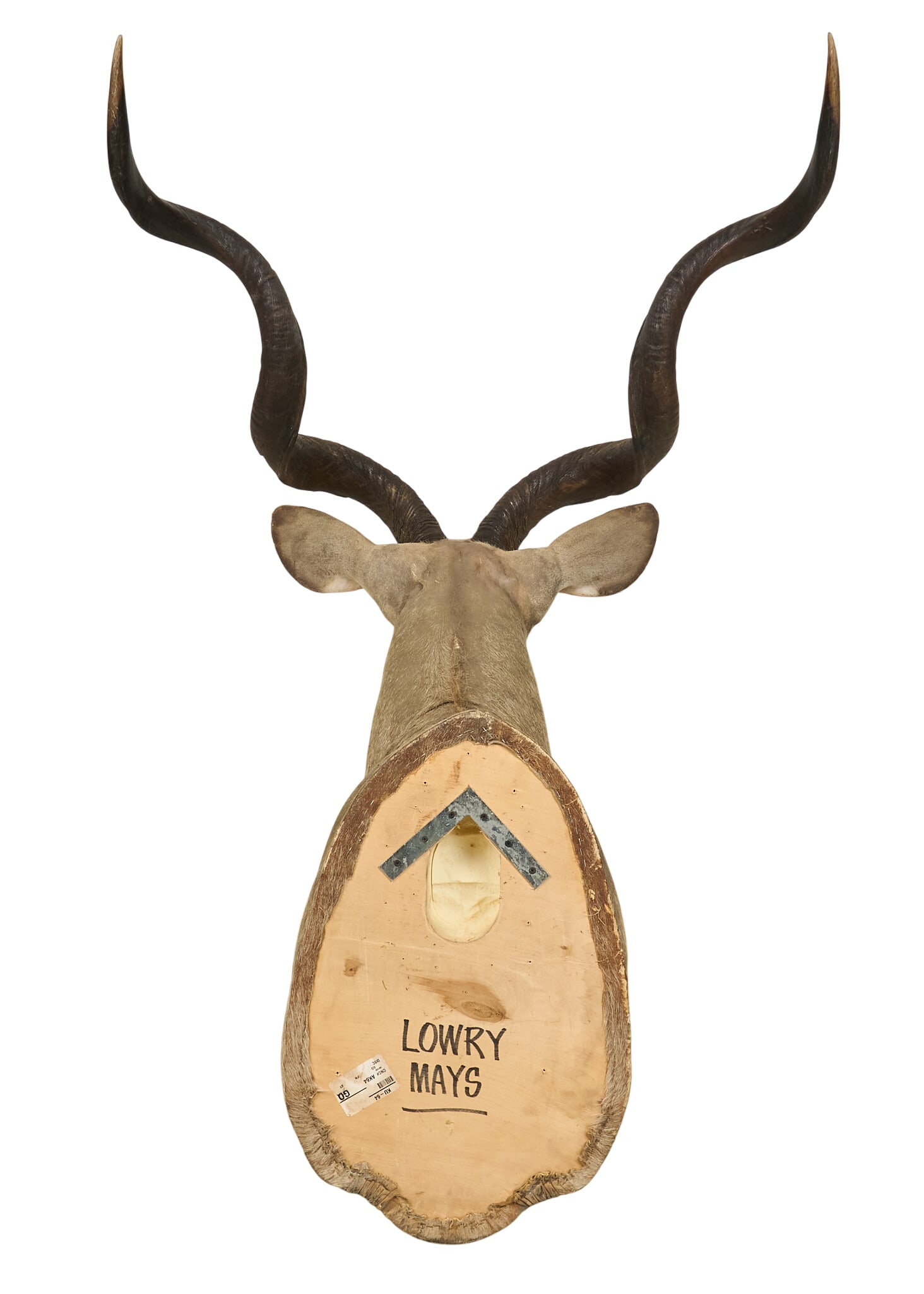Kudu Shoulder Mount - 4
