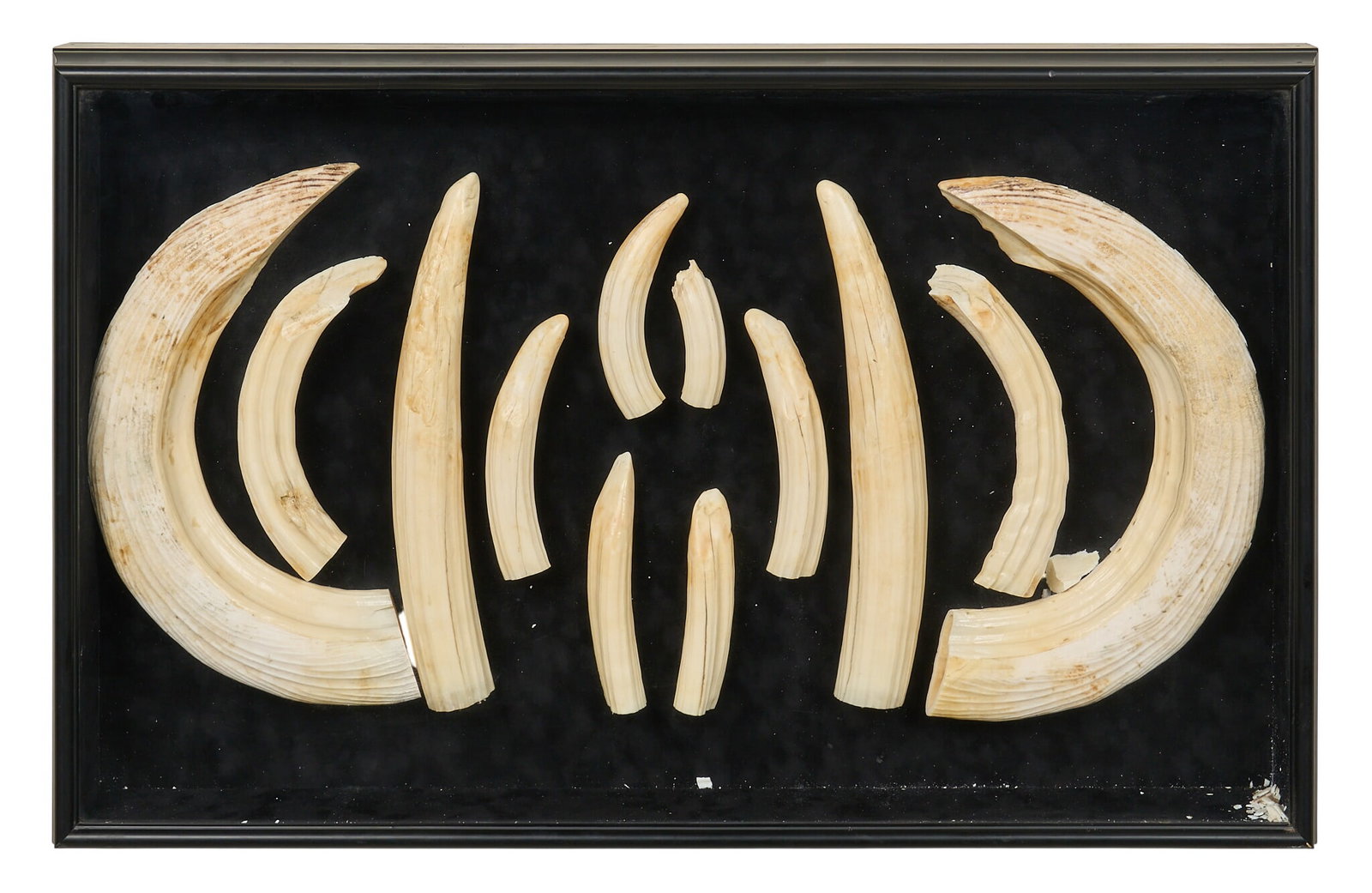 Framed Tusks: Framed collection of animal tusks height 24 in. x width 38 in. x depth 4.5 in. Provenance: Property from a home in Port Aransas, Texas