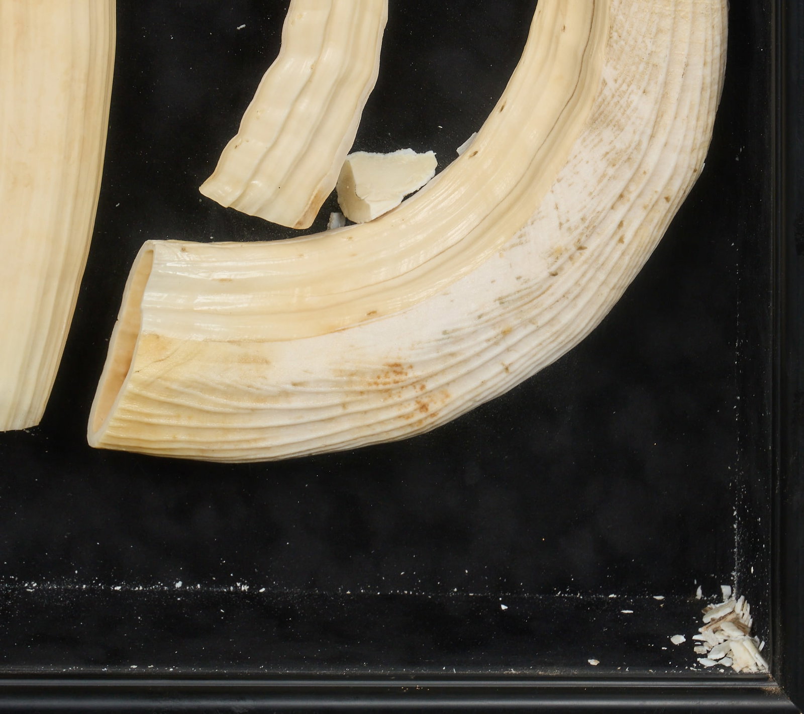 Framed Tusks - 2