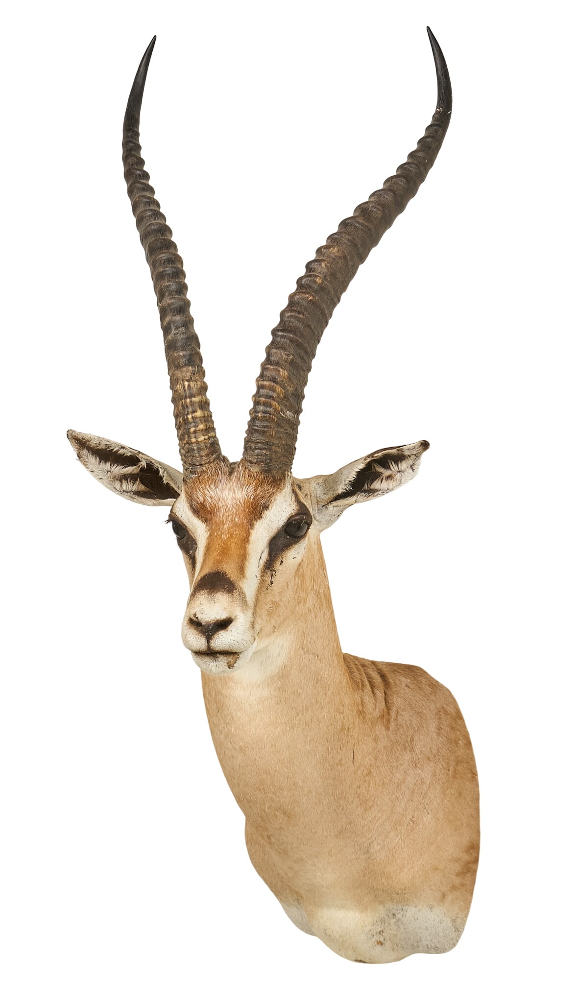Grant's Gazelle Shoulder Mount: Grant's gazelle taxidermy shoulder mount height 40 in. x width 18 in. x depth 22 in. Provenance: Property from a home in Port Aransas, Texas