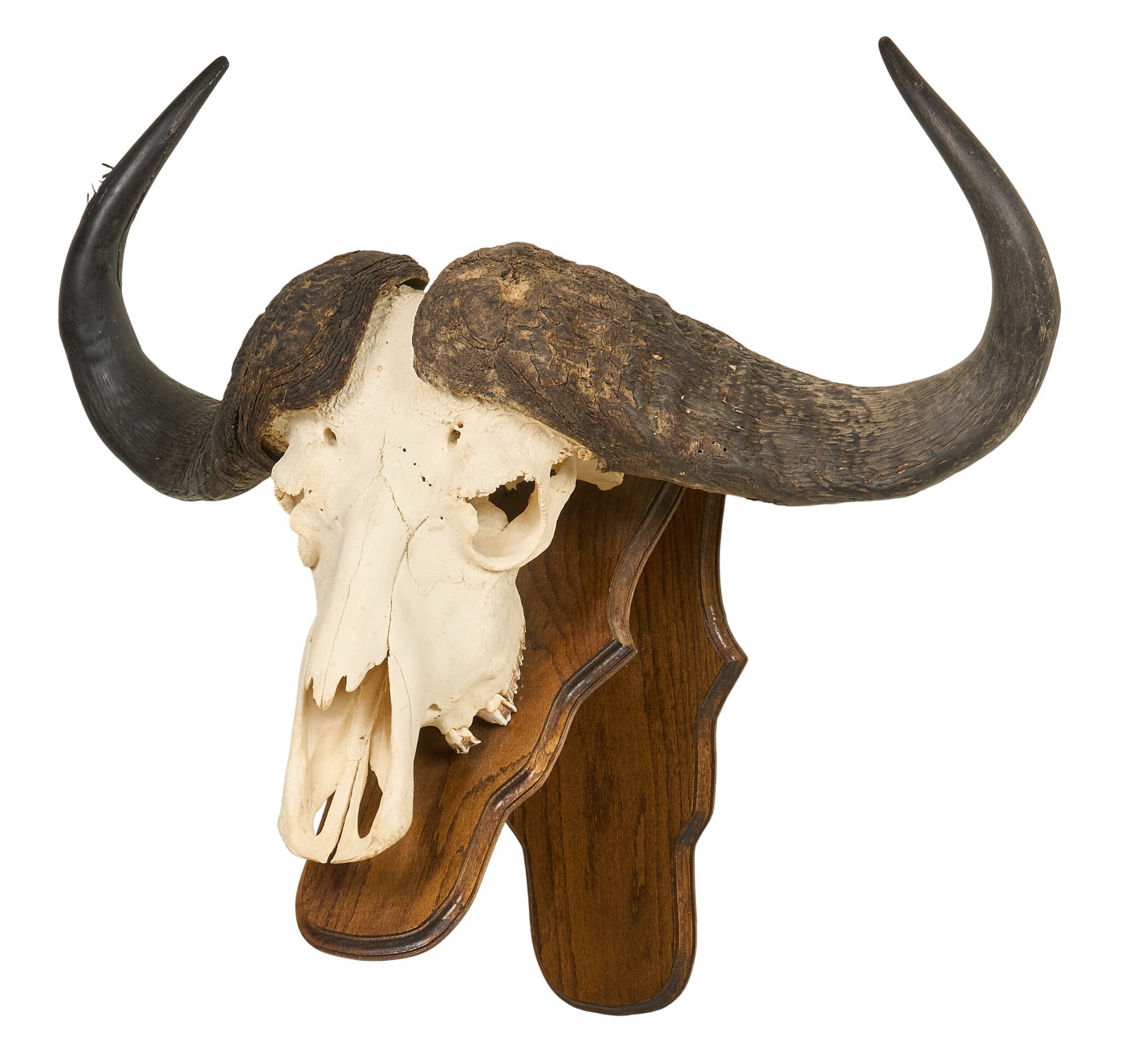 Cape Buffalo Skull Mount (1 of 4)