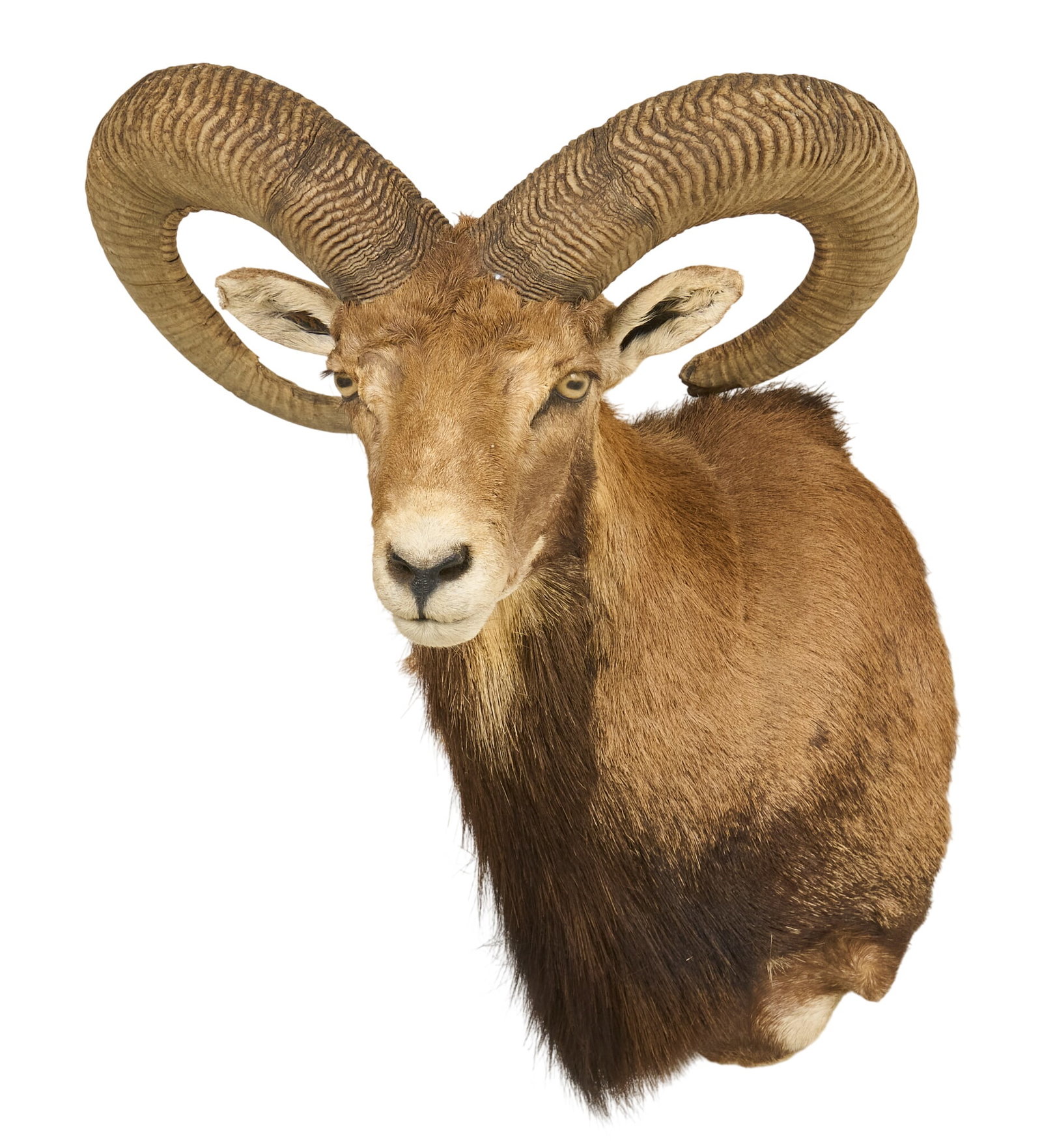 Mouflon Shoulder Mount (1 of 4)