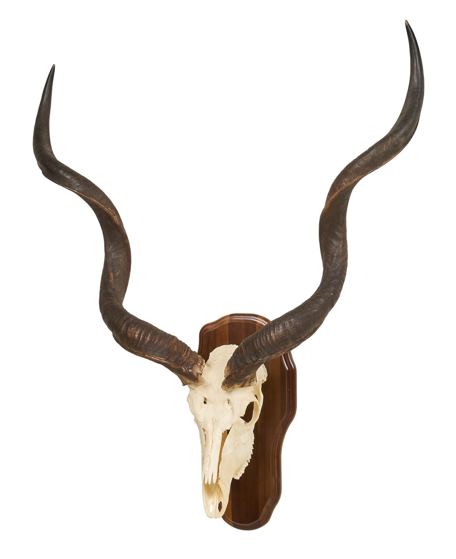 Kudu Skull Mount: Mounted kudu skull with horns on wooden plaque height 47 in. x width 36 in. x depth 10 in. Provenance: Property from a home in Port Aransas, Texas 