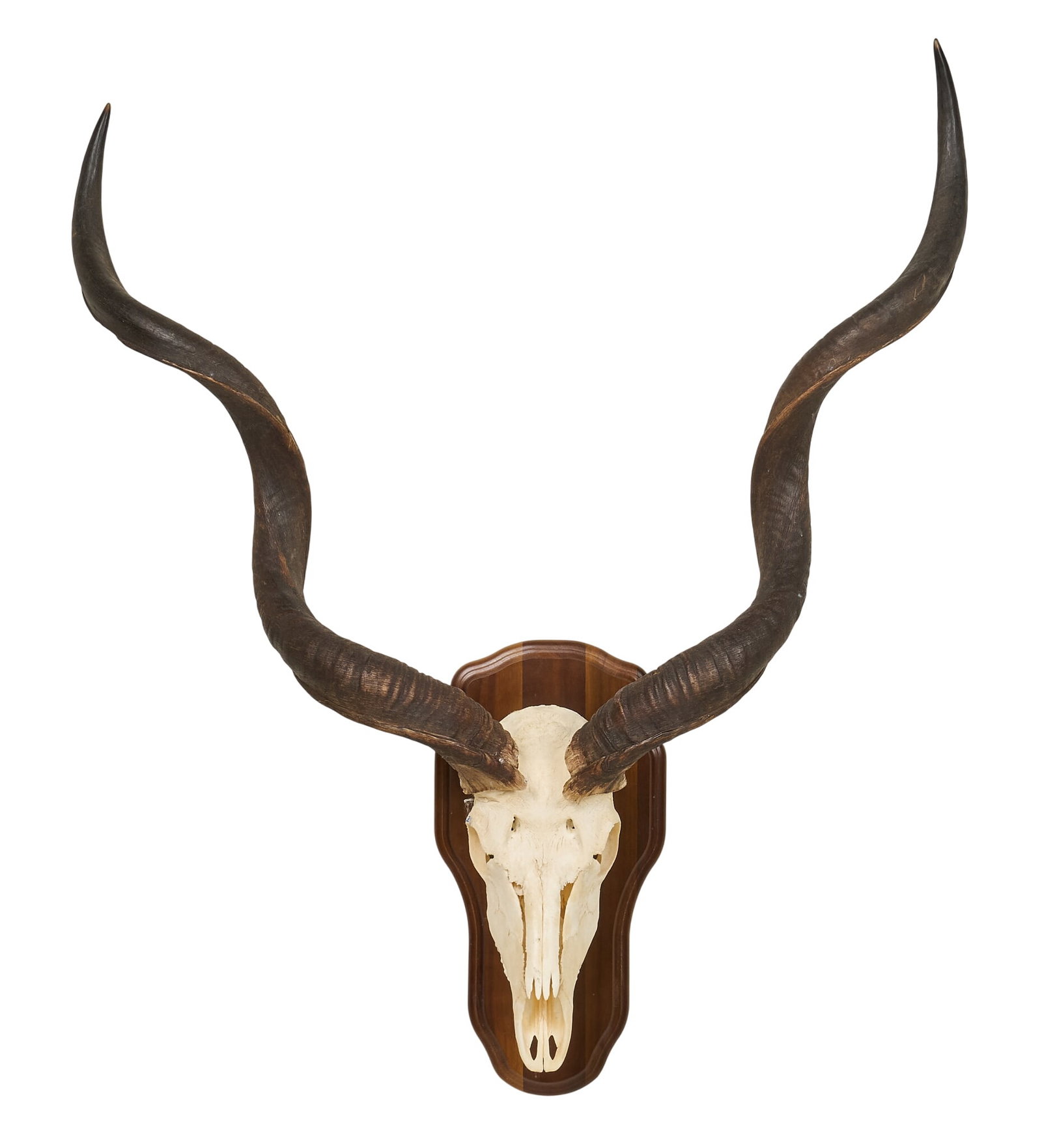 Kudu Skull Mount - 2